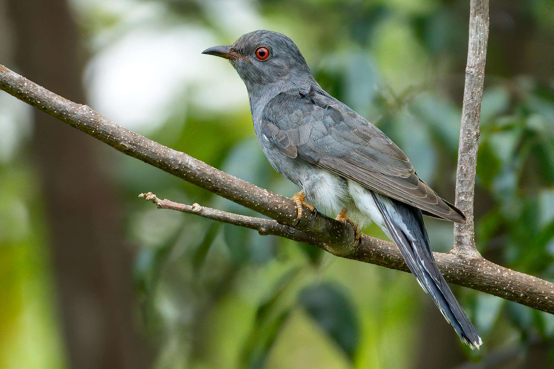 bird, large cuckooshrike, Udawalawa, Sri Lanka