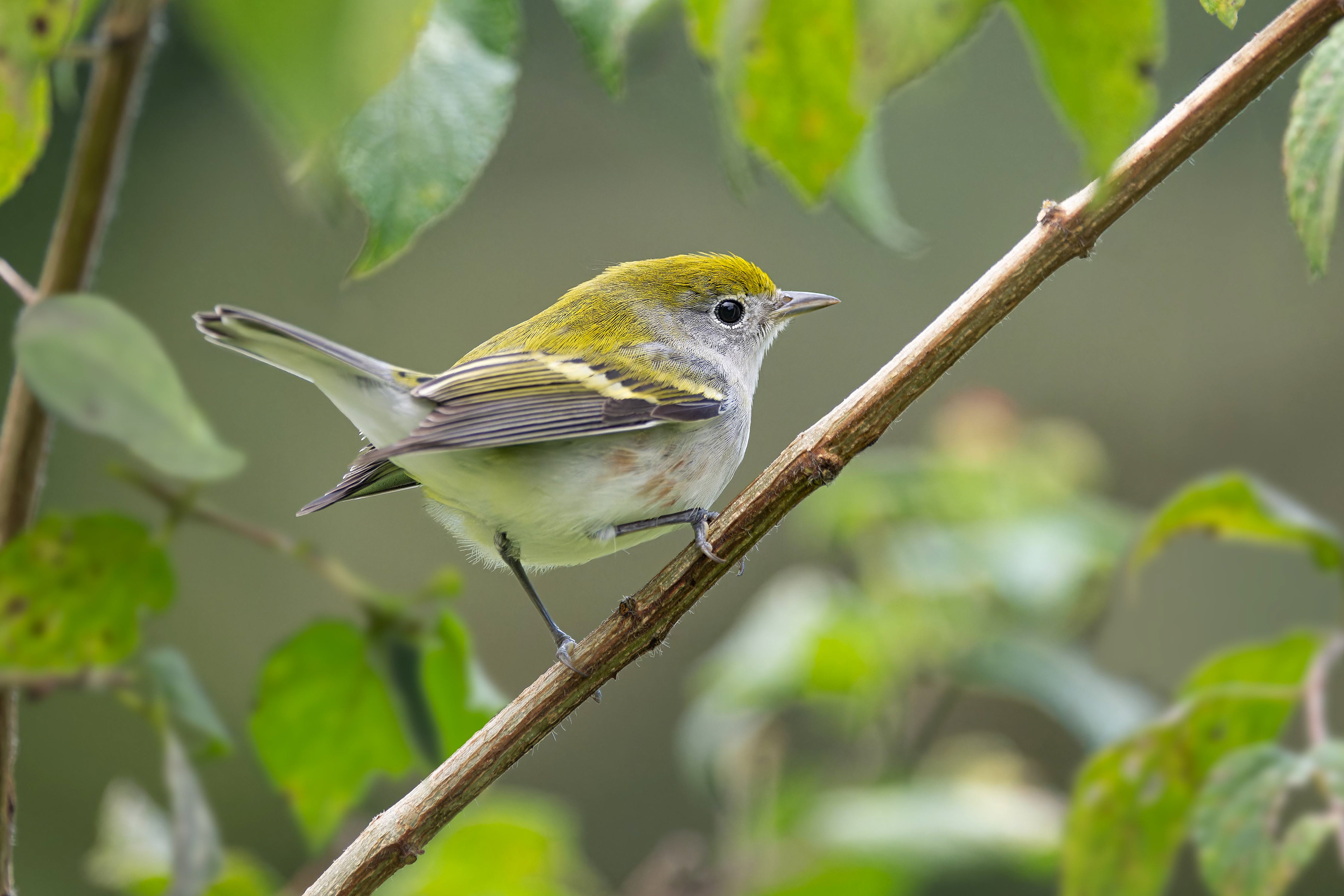 Chestnut-sided Warbler (Arenal, Costa Rica)