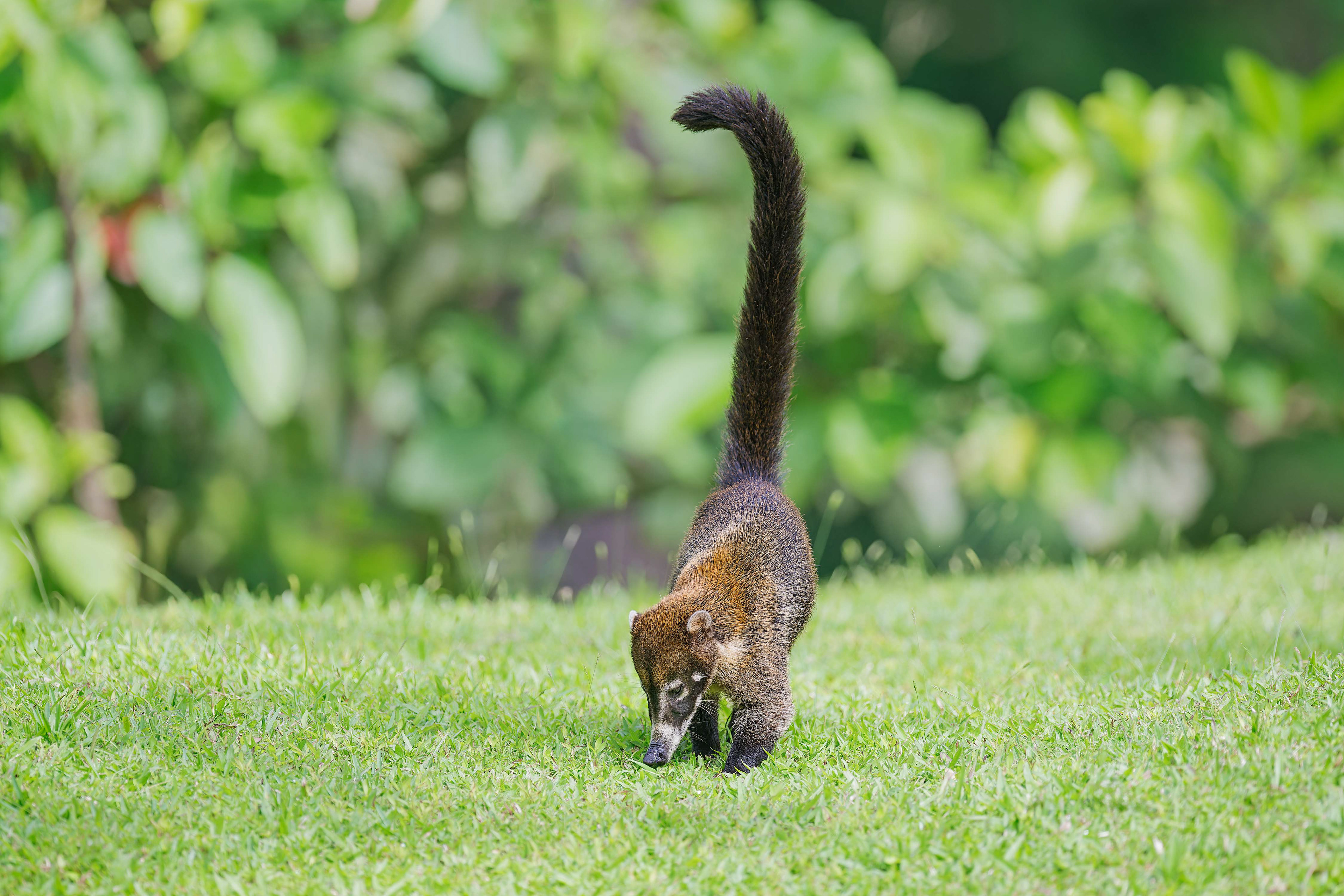 Coati (Arenal, Costa Rica)