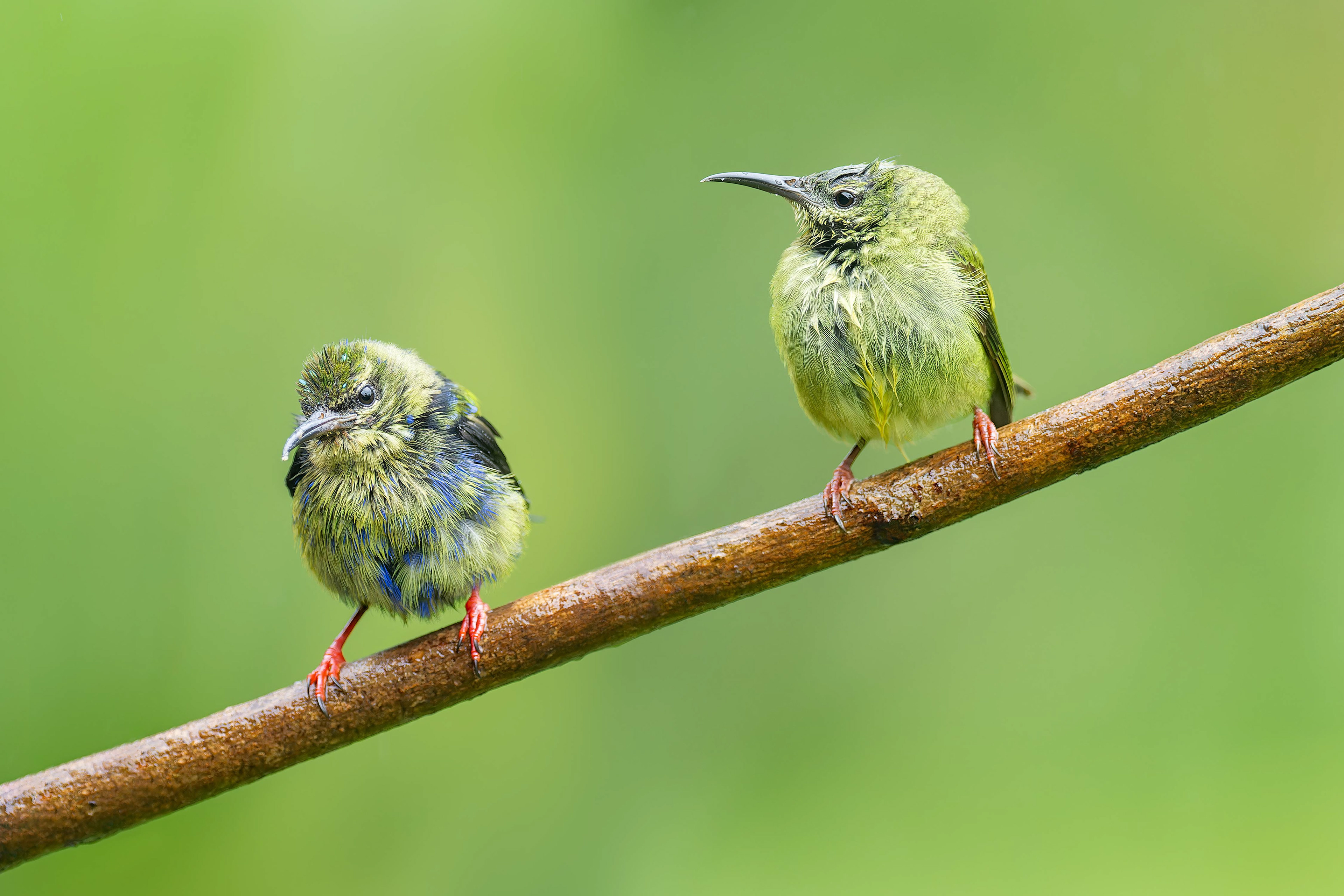 Red-legged Honeycreeper (La Fortuna, Costa Rica)