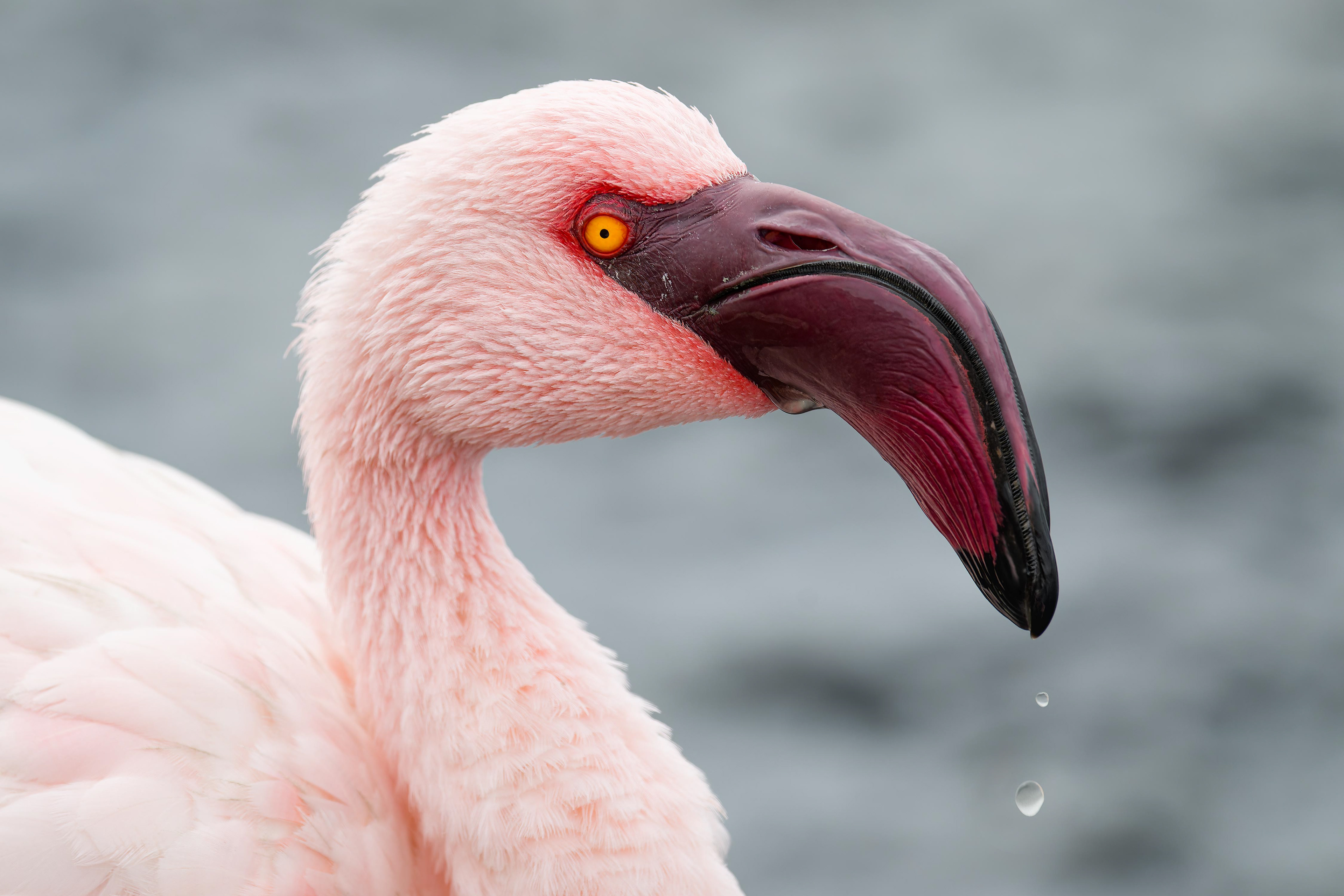 Lesser Flamingo (Walvis Bay, Namibia)