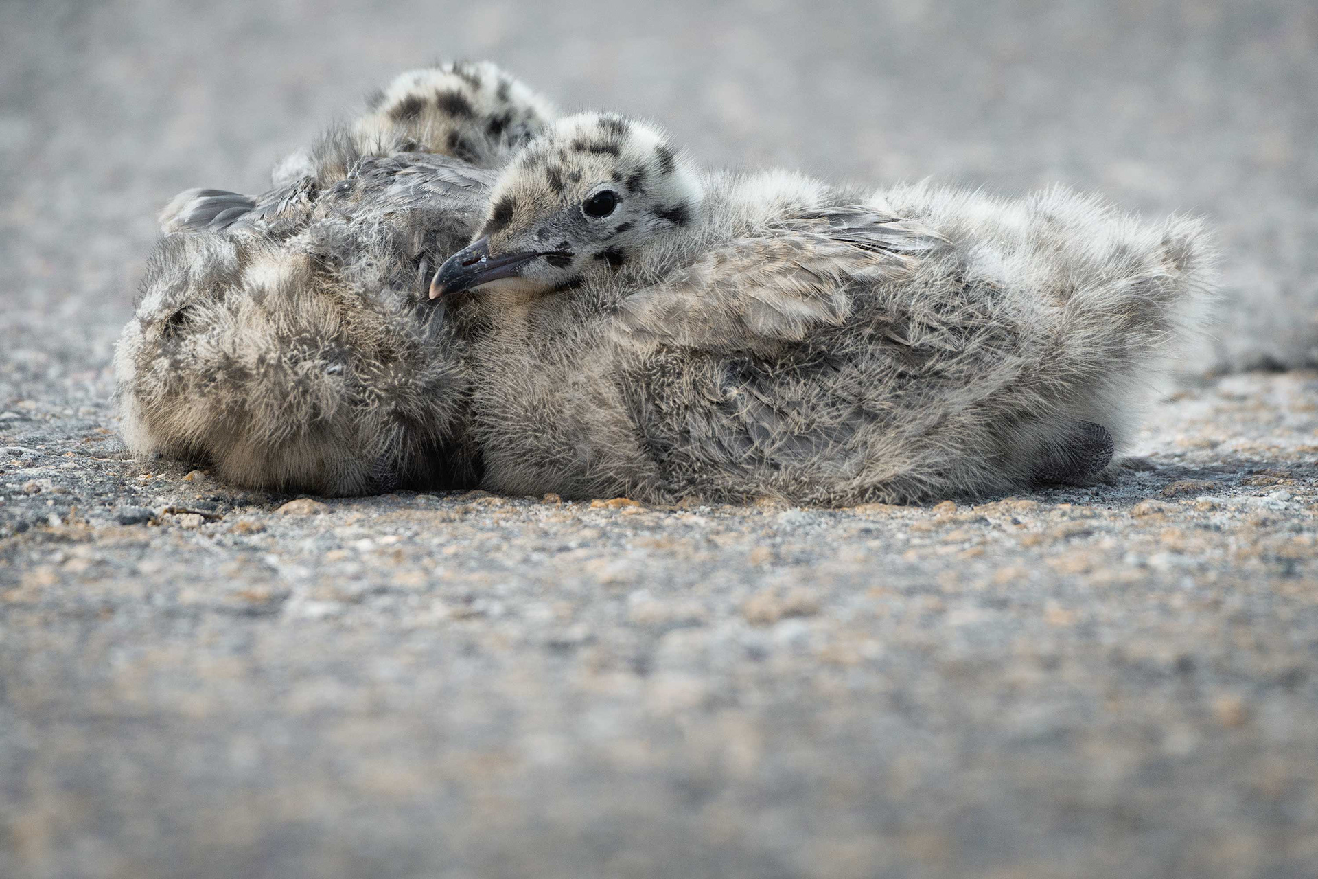 bird, juvenile, common gull, Masku, Finland