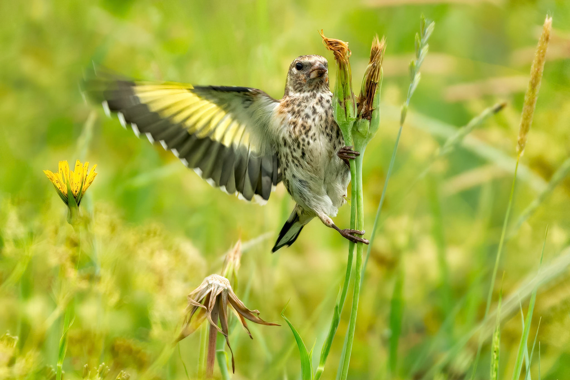 European Goldfinch (Masku, Finland)