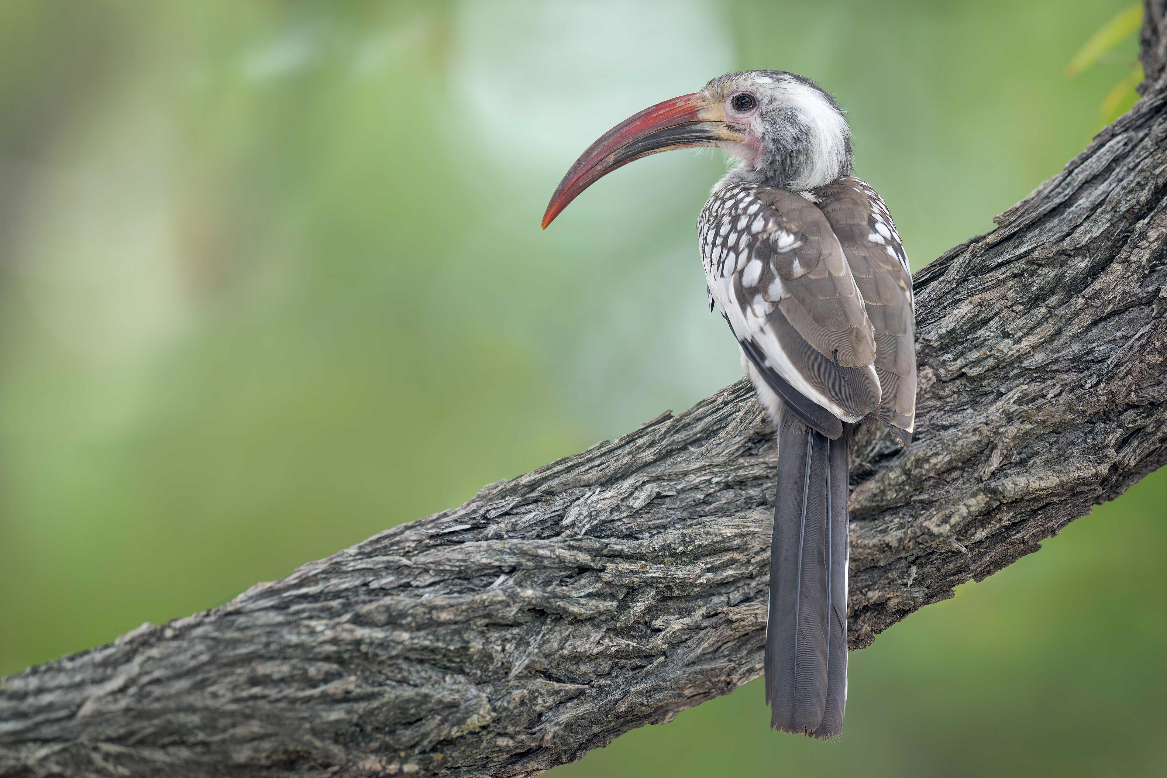 Damara Red-billed Hornbill (Etosha, Namibia)