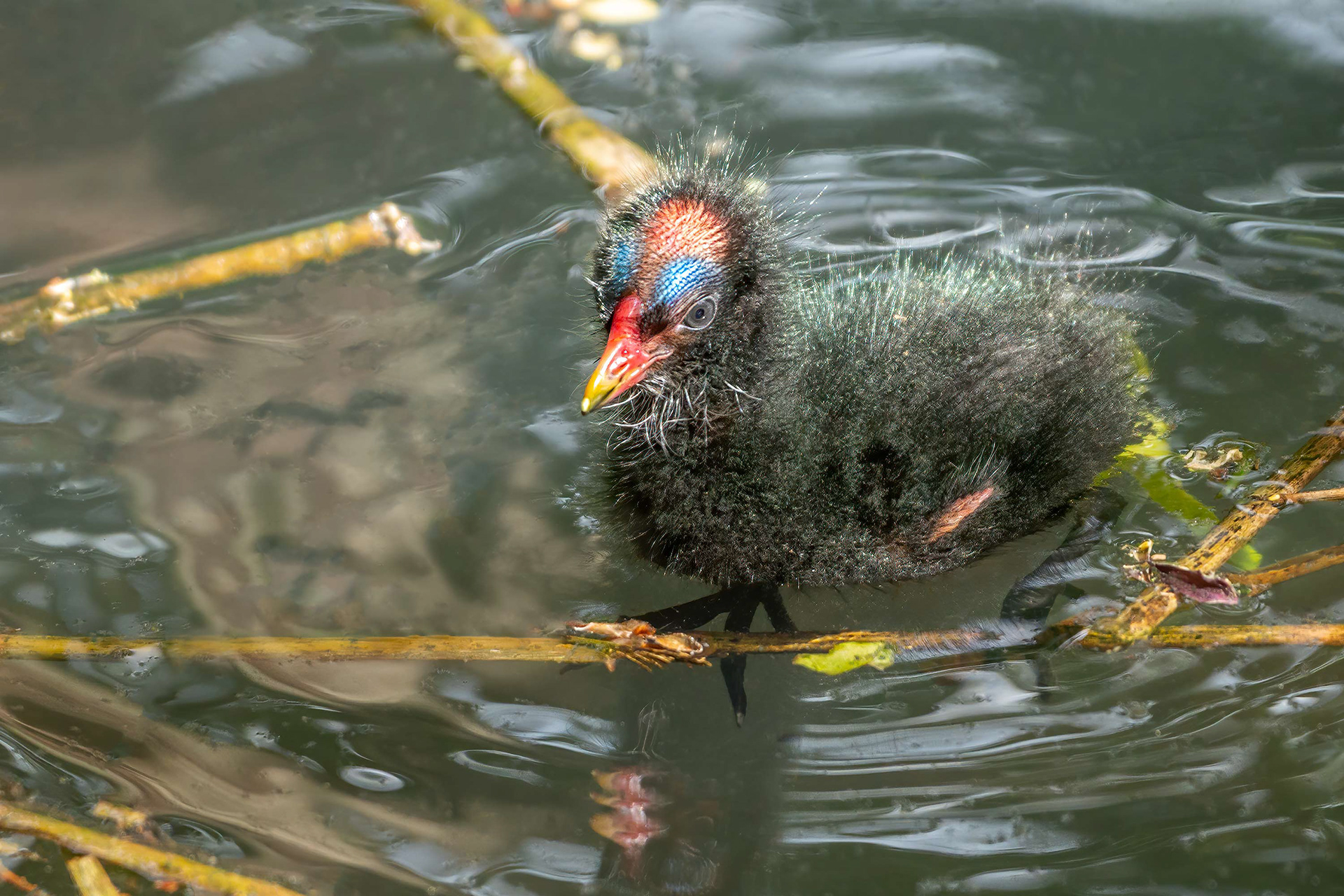 bird, common moorhen, juvenile, chick, Brussels, Belgium
