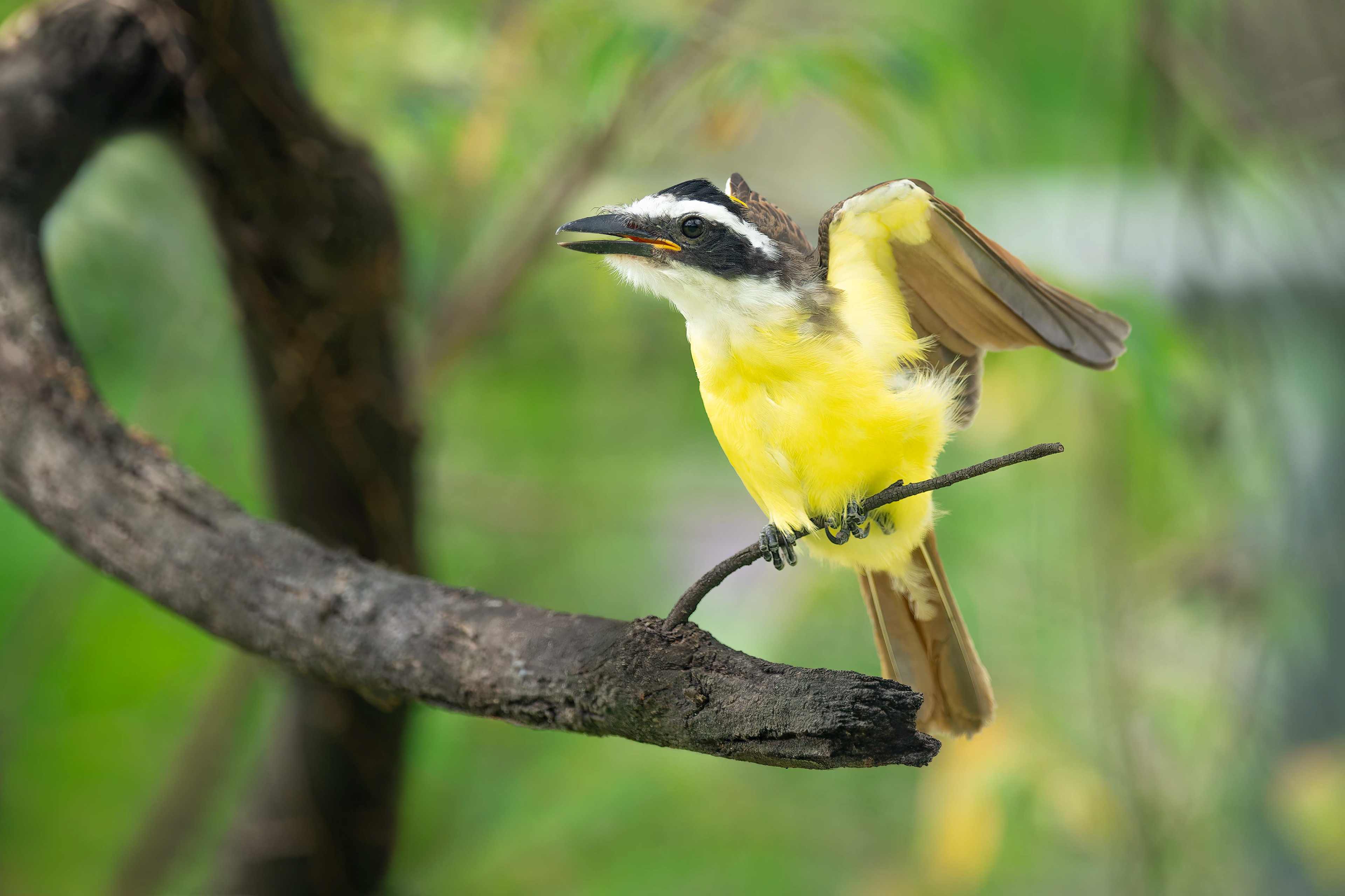 Boat-billed Flycatcher (San Jose, Costa Rica)