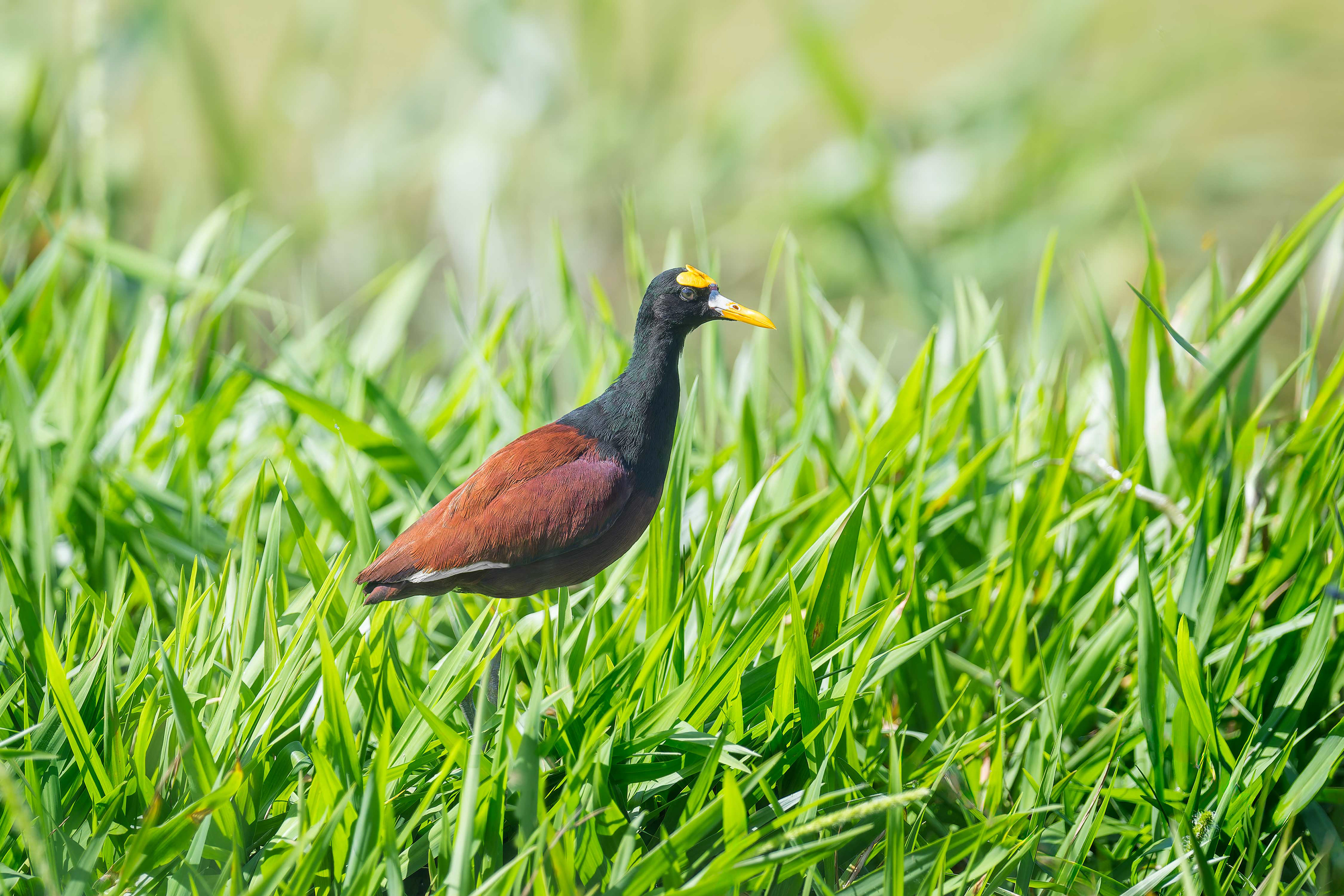 Northern Jacana (Sarapiqui, Costa Rica)