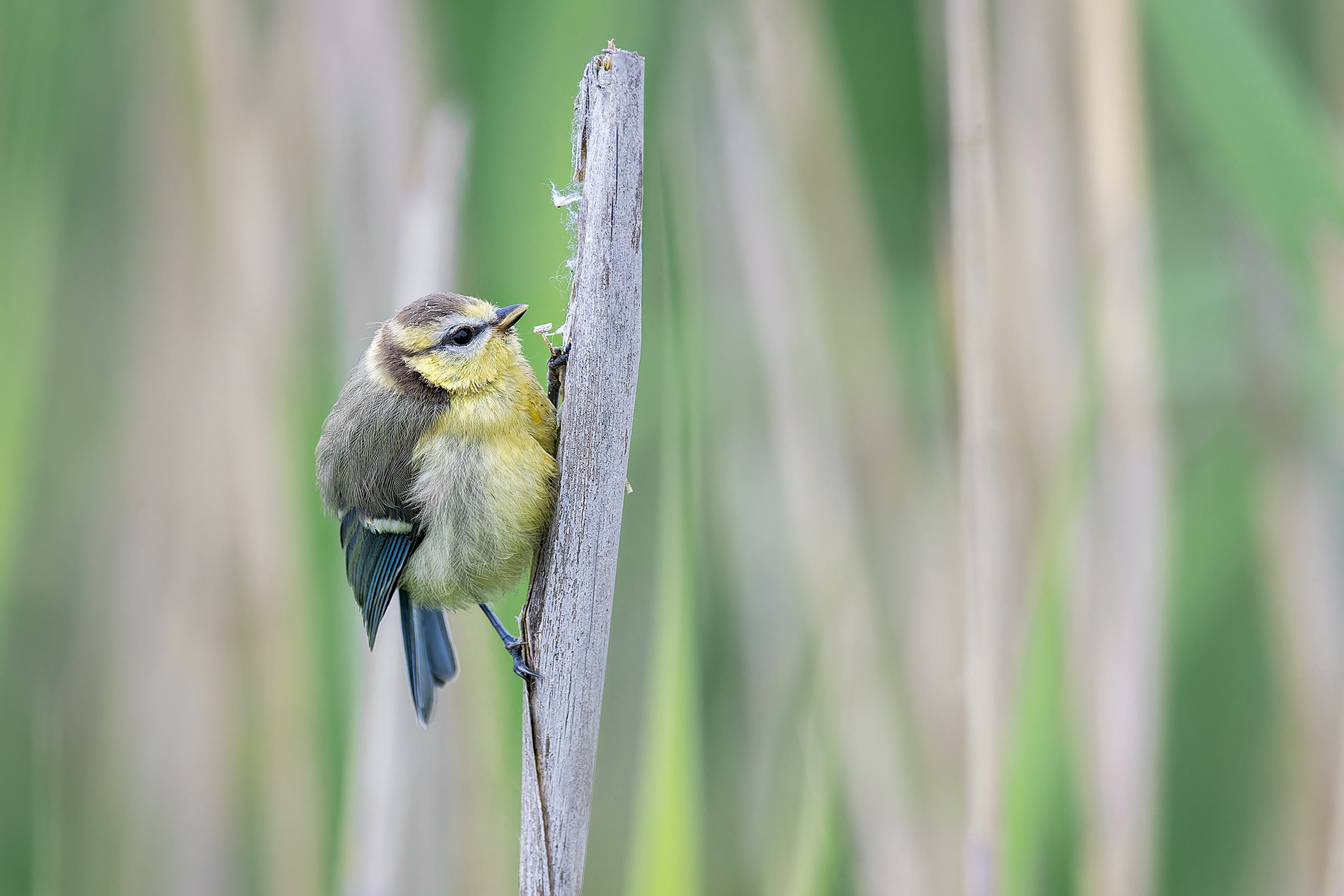 Eurasian Blue Tit (Mikulov, Czech Republic)