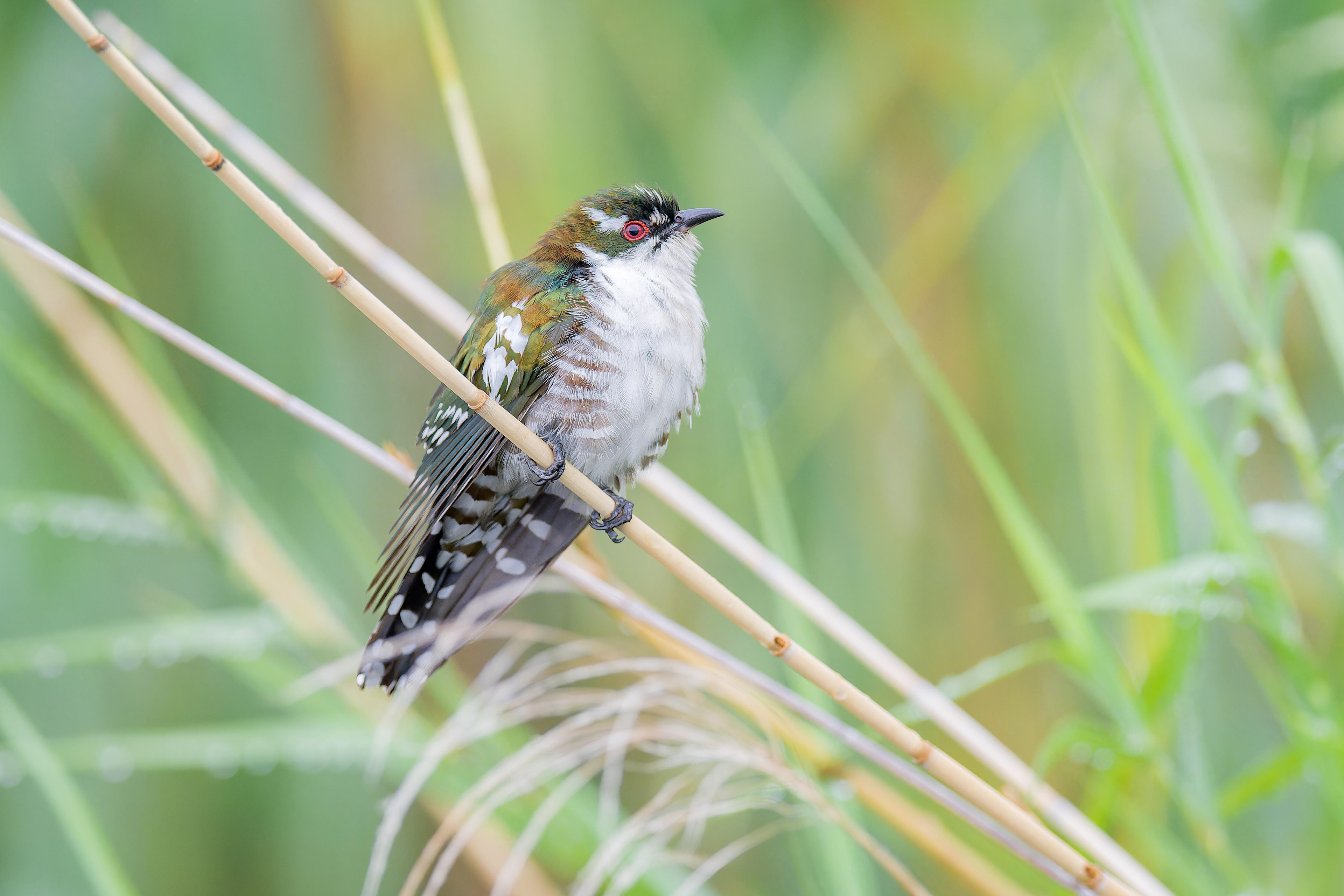Dideric Cuckoo (Shakawe, Botswana)