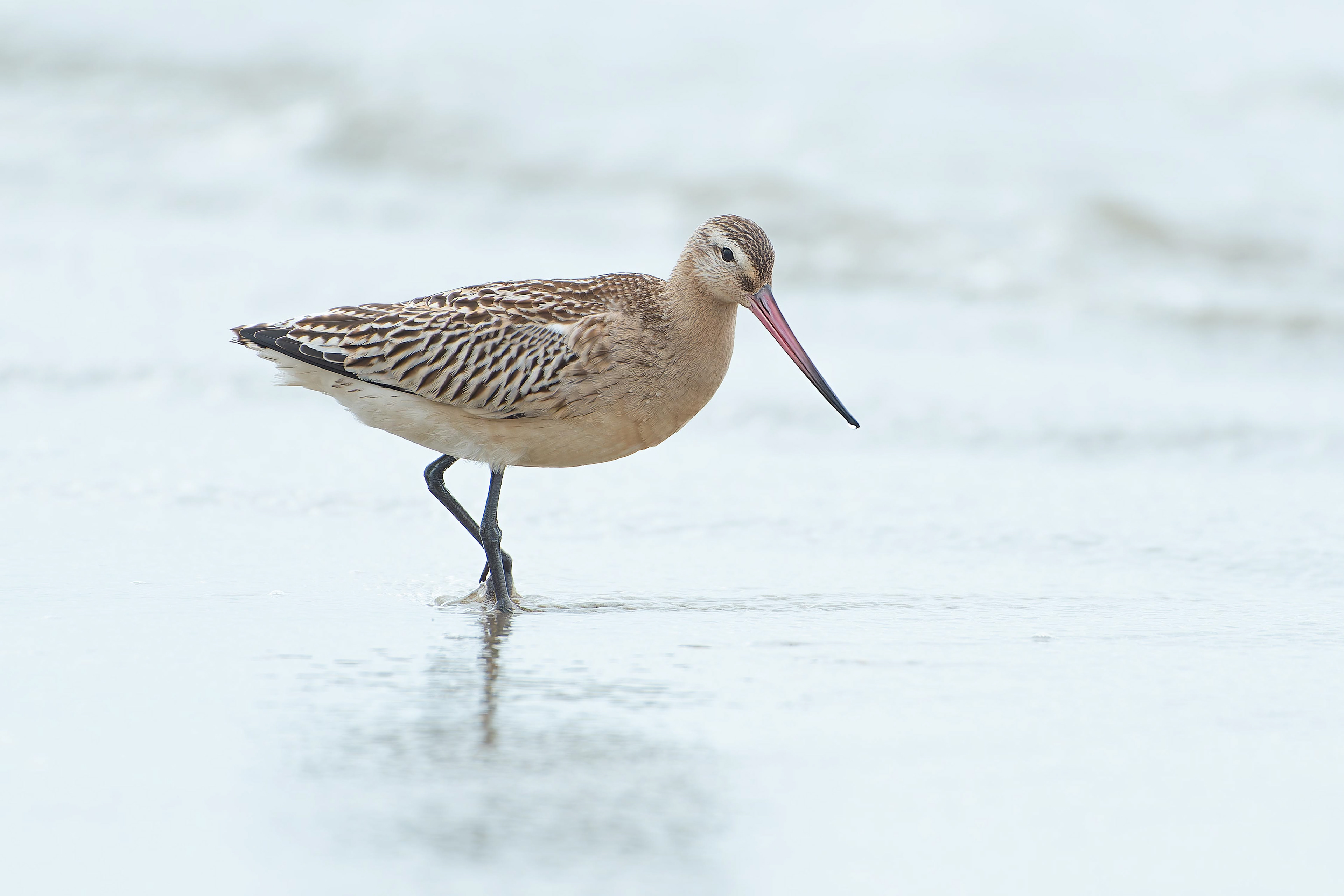 Bar-tailed Godwit (Crozon, France)
