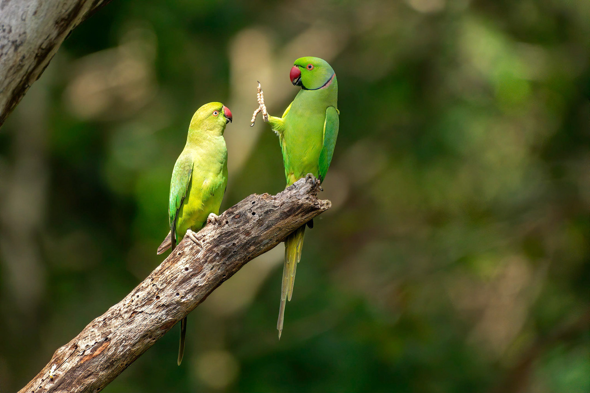 Rose-ringed Parakeet (Kaudulla, Sri Lanka)
