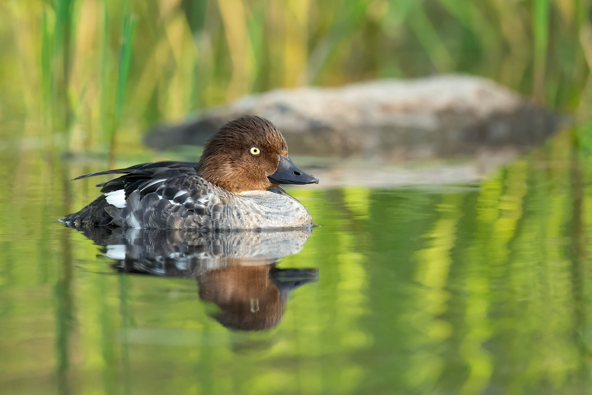 Common Goldeneye (Masku, Finland)