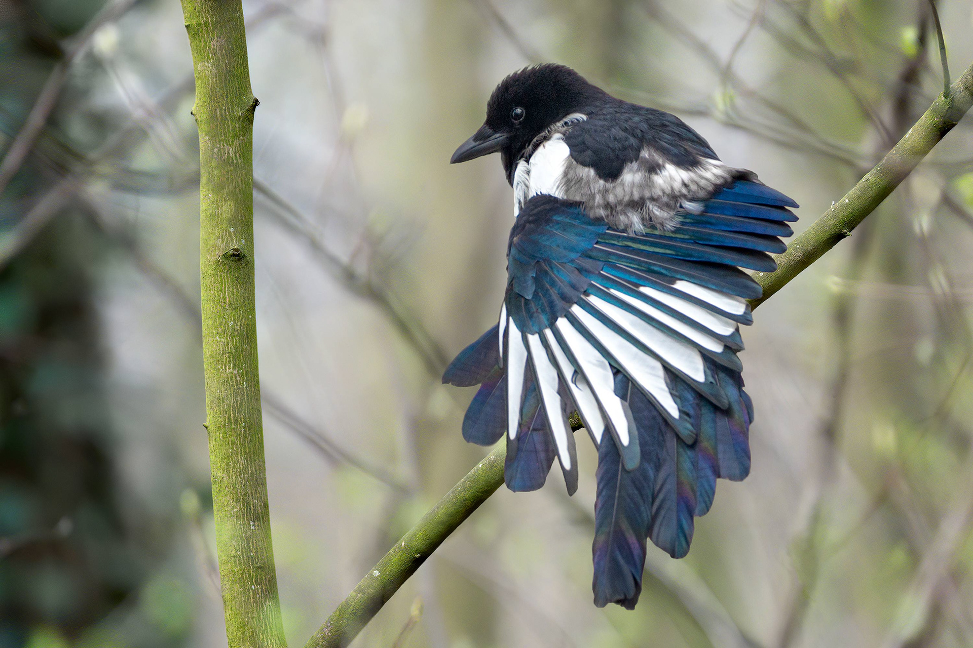 bird, Eurasian magpie, Brussels, Belgium