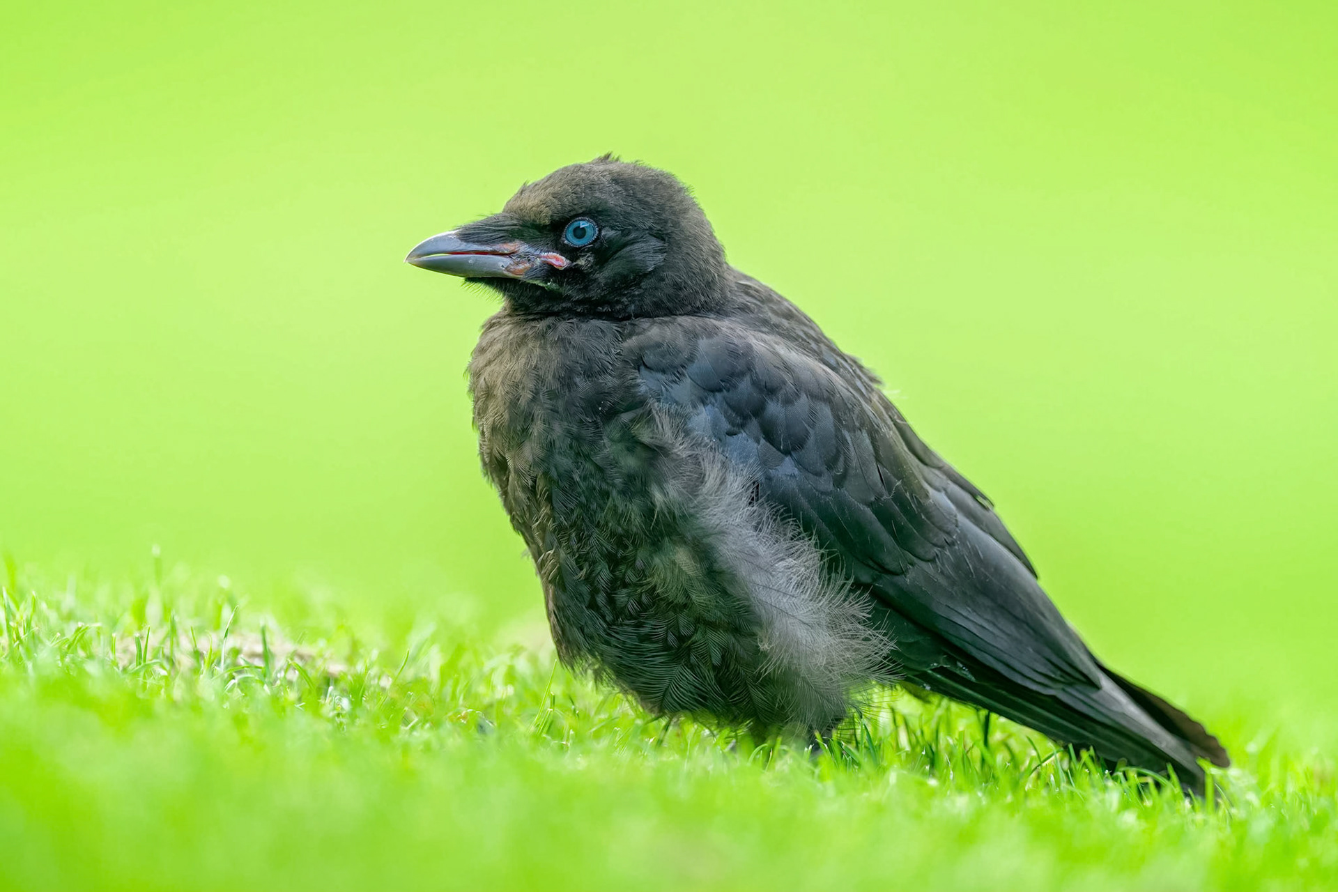 Carrion Crow (Nivelles, Belgium)