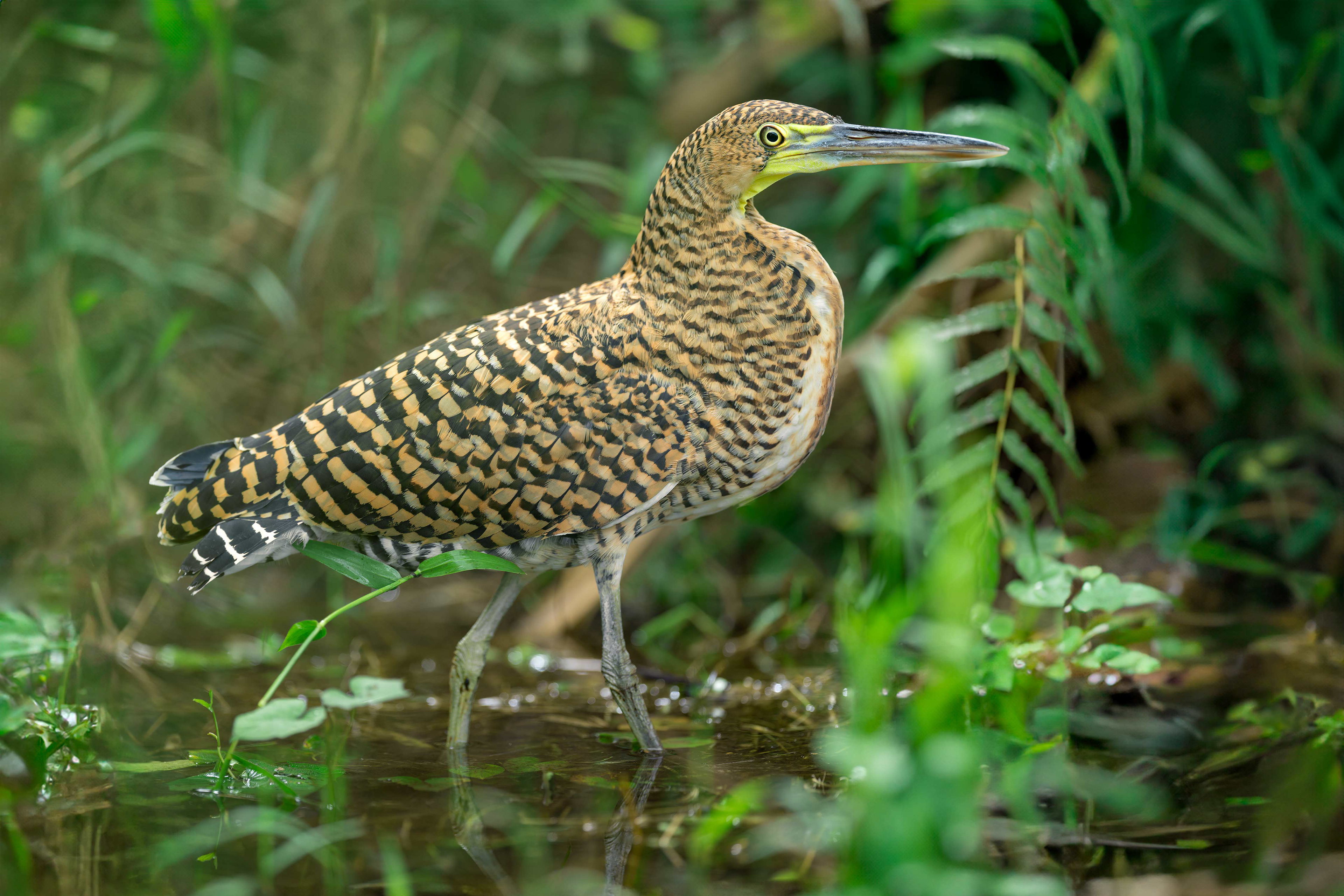 Bare-throated Tiger-Heron (Arenal, Costa Rica)