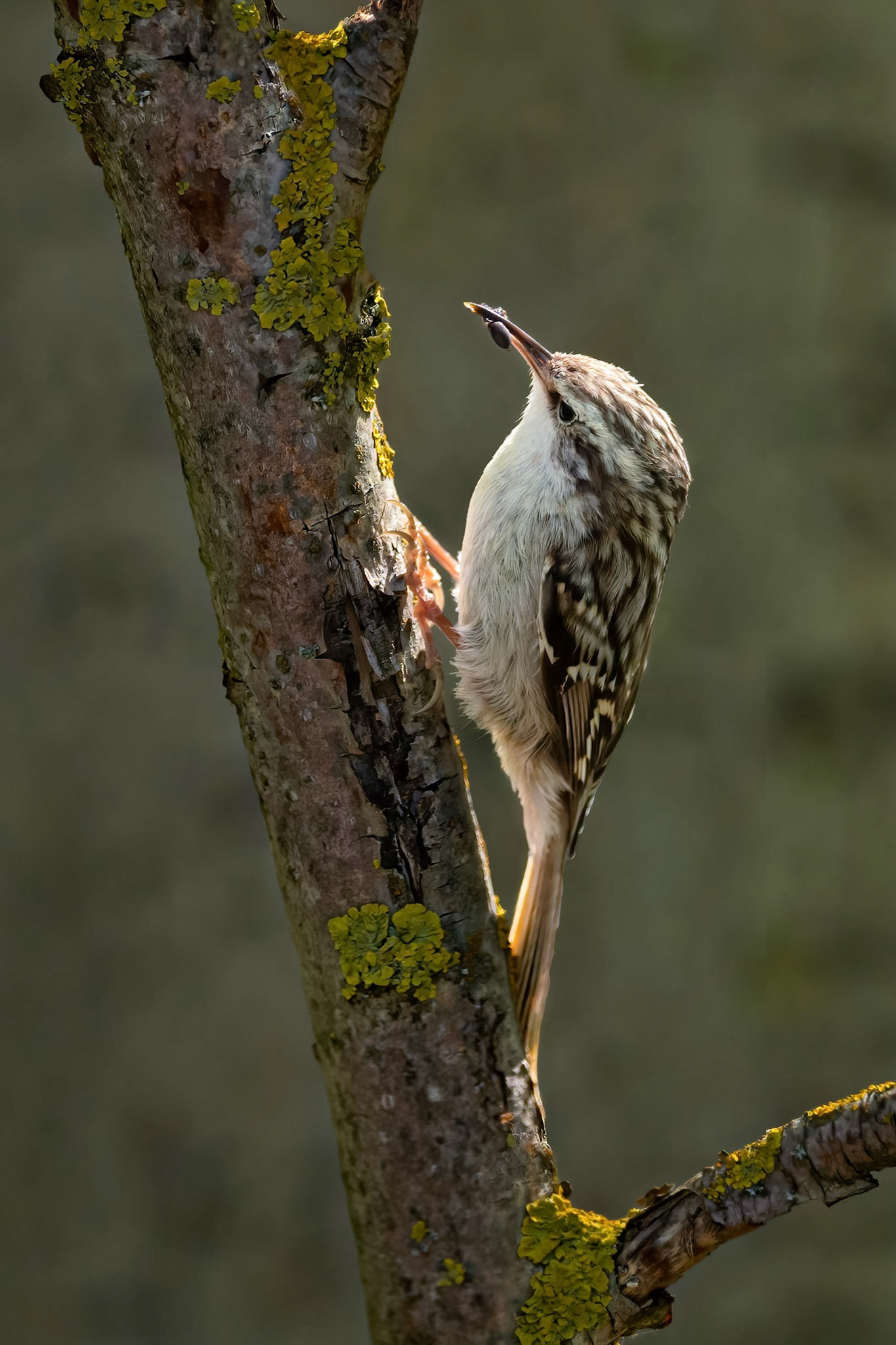 Short-toed Treecreeper (Briñas, Spain)