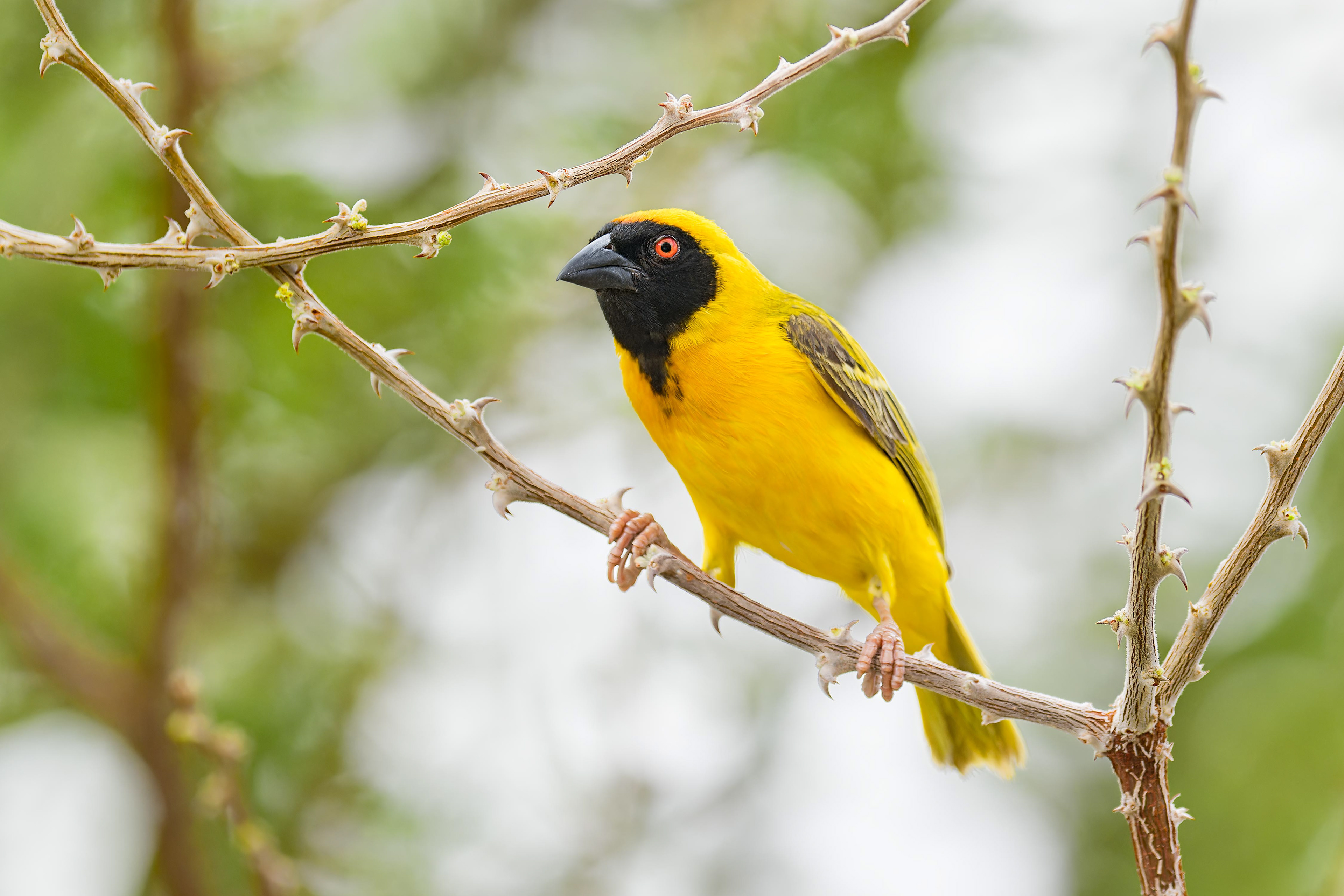 Southern Masked-weaver (Windhoek, Namibia)