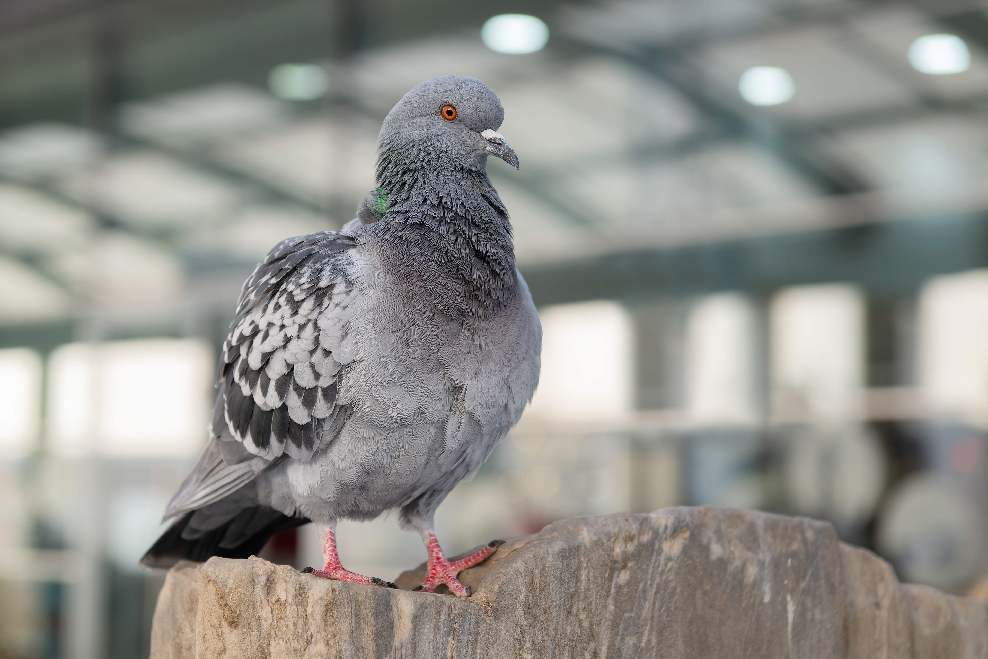 Feral Pigeon (Rome, Italy)