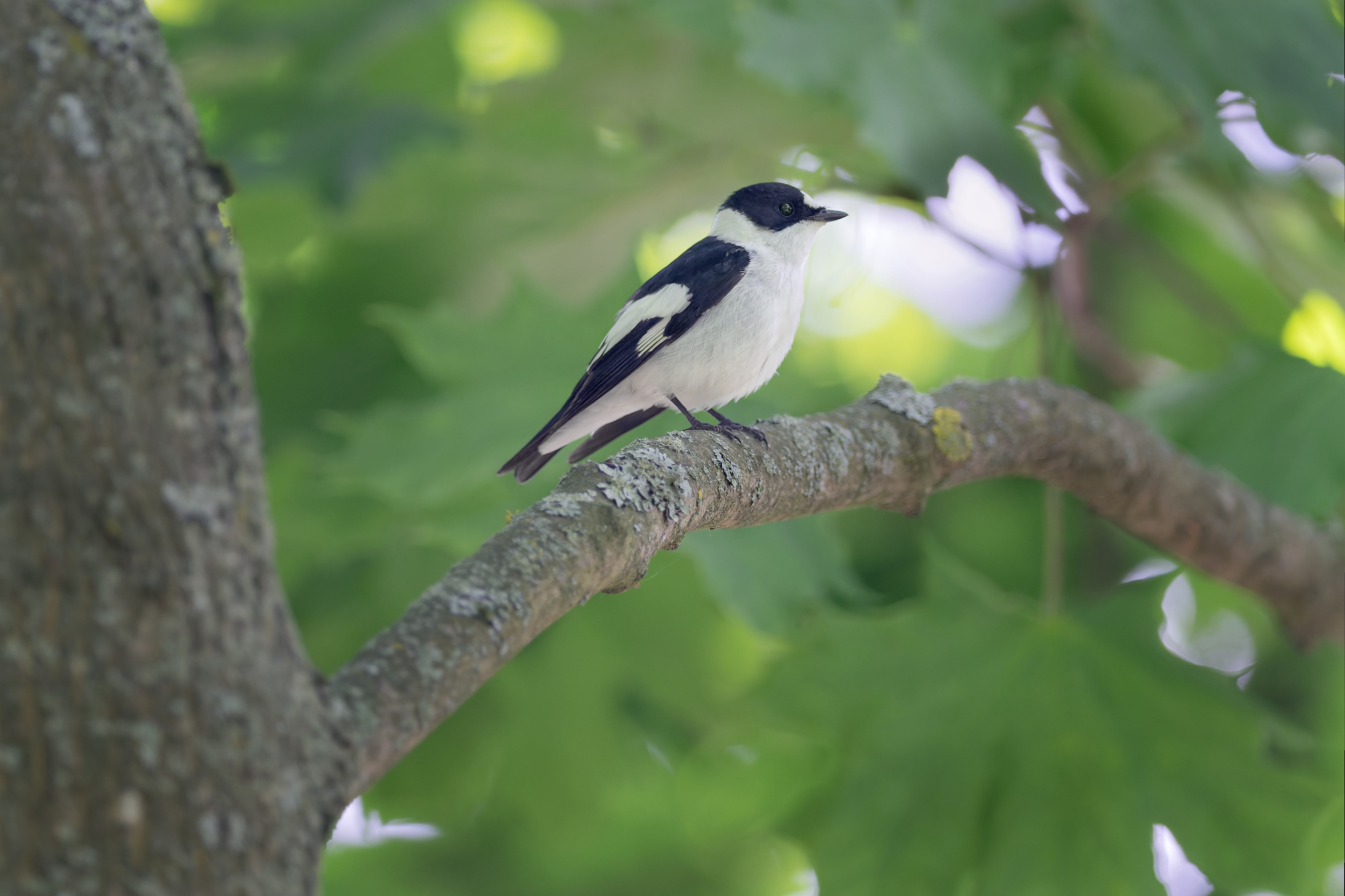 Collared Flycatcher (Tabor, Czech Republic)