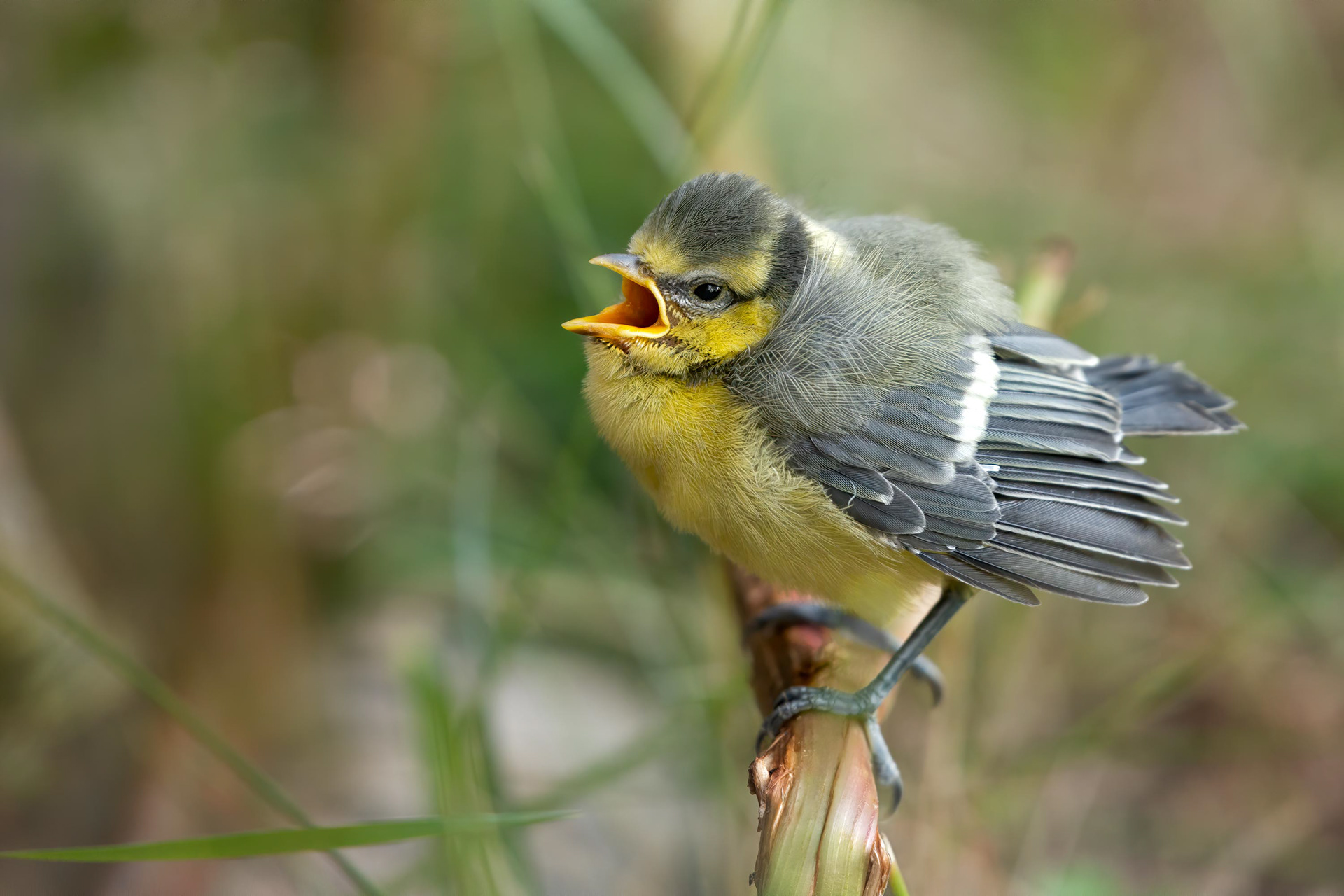 bird, Eurasian blue tit, juvenile, Masku, Finland