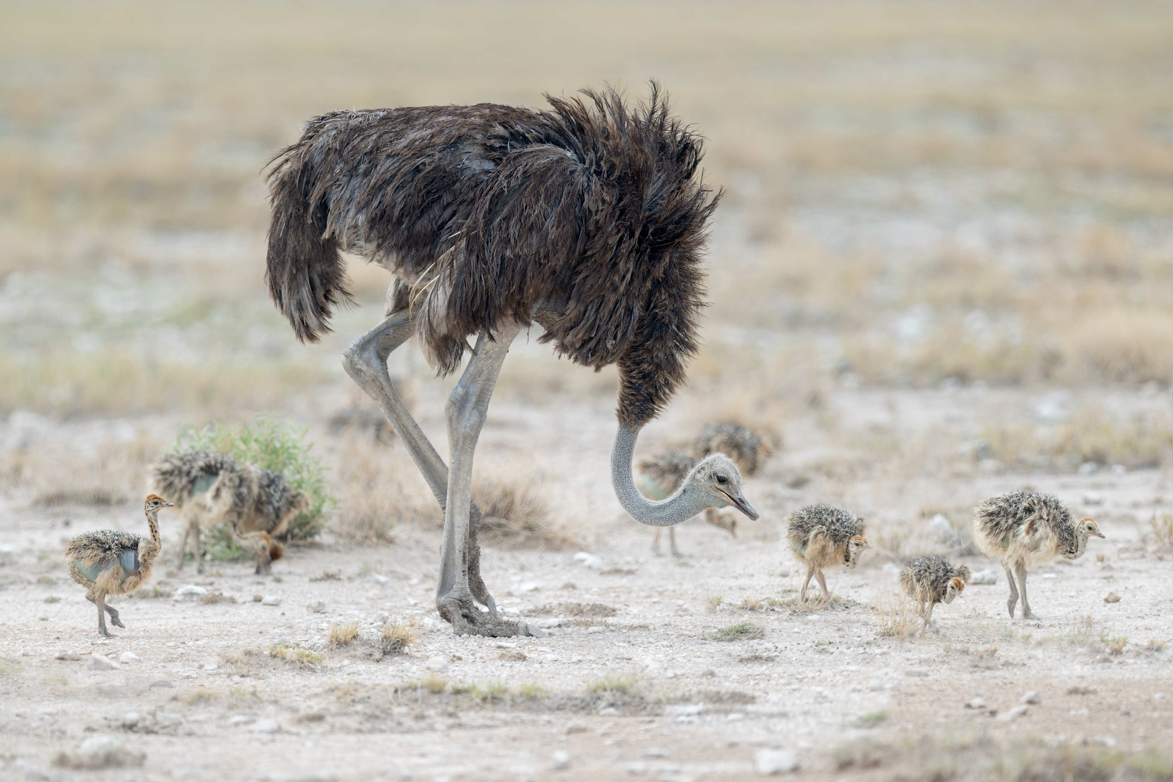 Common Ostrich (Etosha, Namibia)