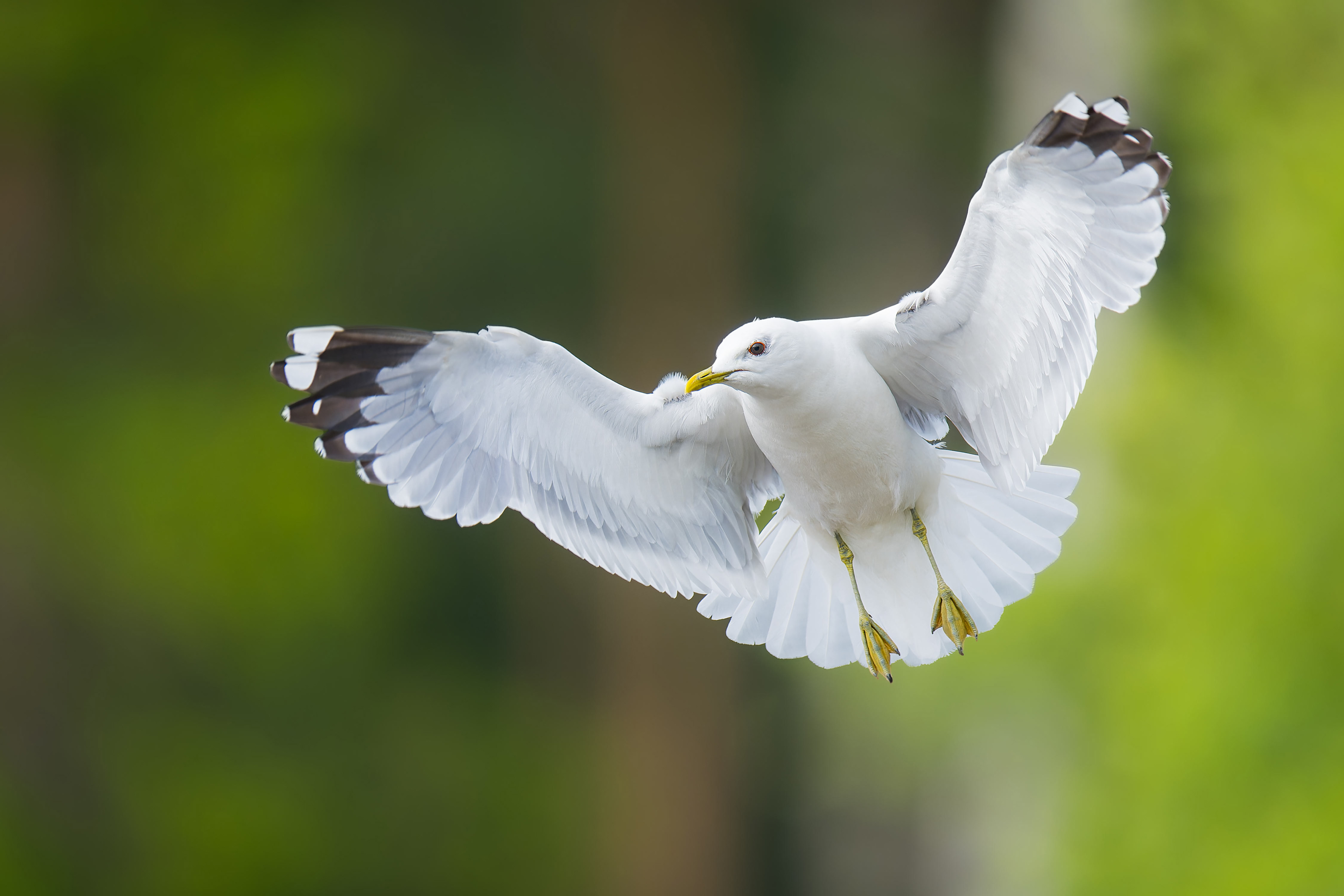 Common Gull (Kustavi, Finland)