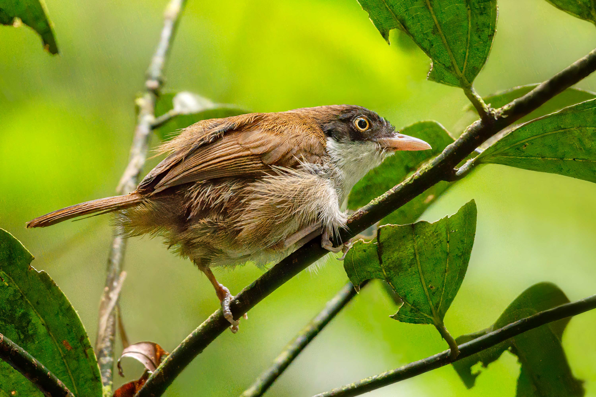 bird, dark-fronted babbler, Habarana, Sri Lanka