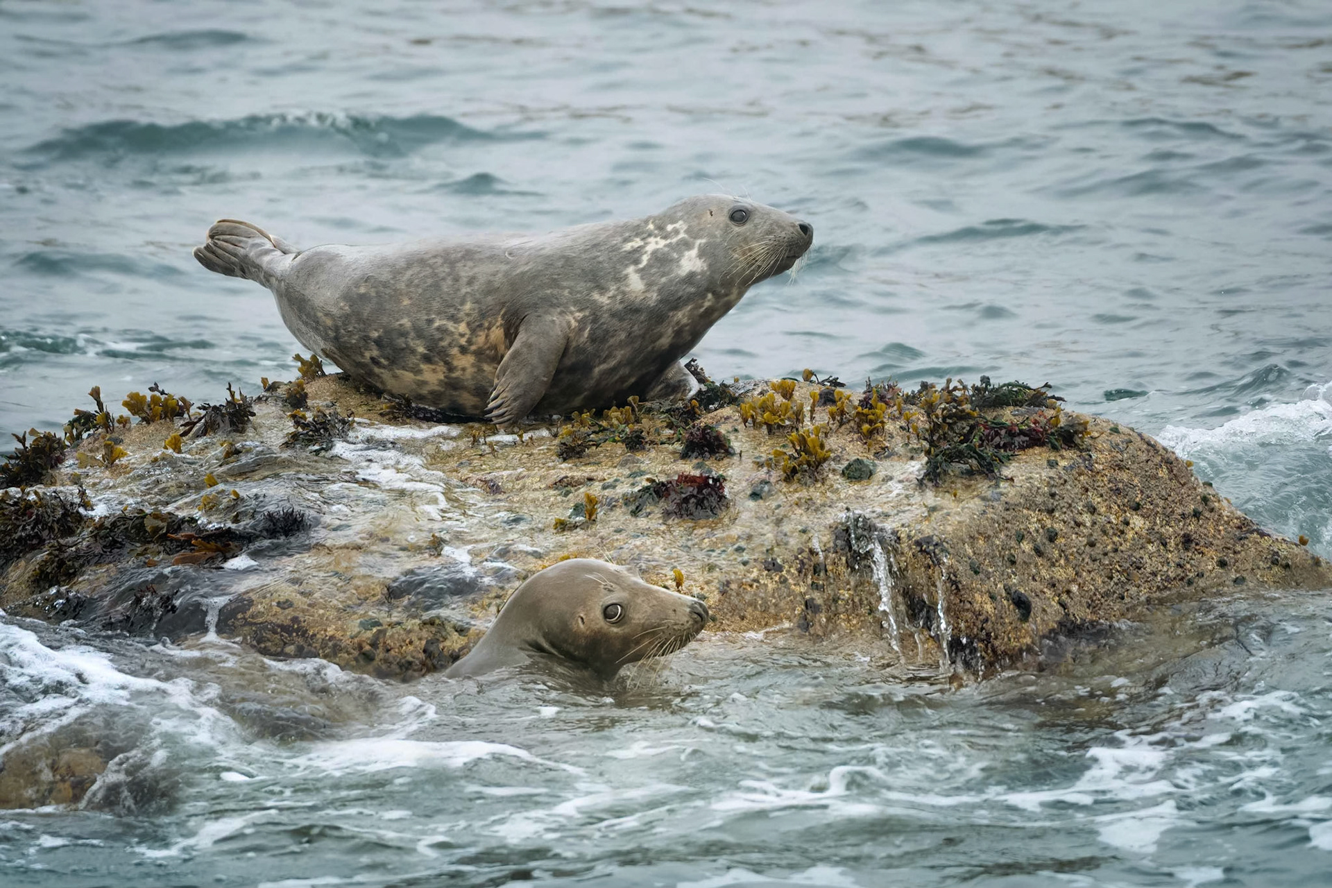 Grey Seal (Perros Guirec, France)