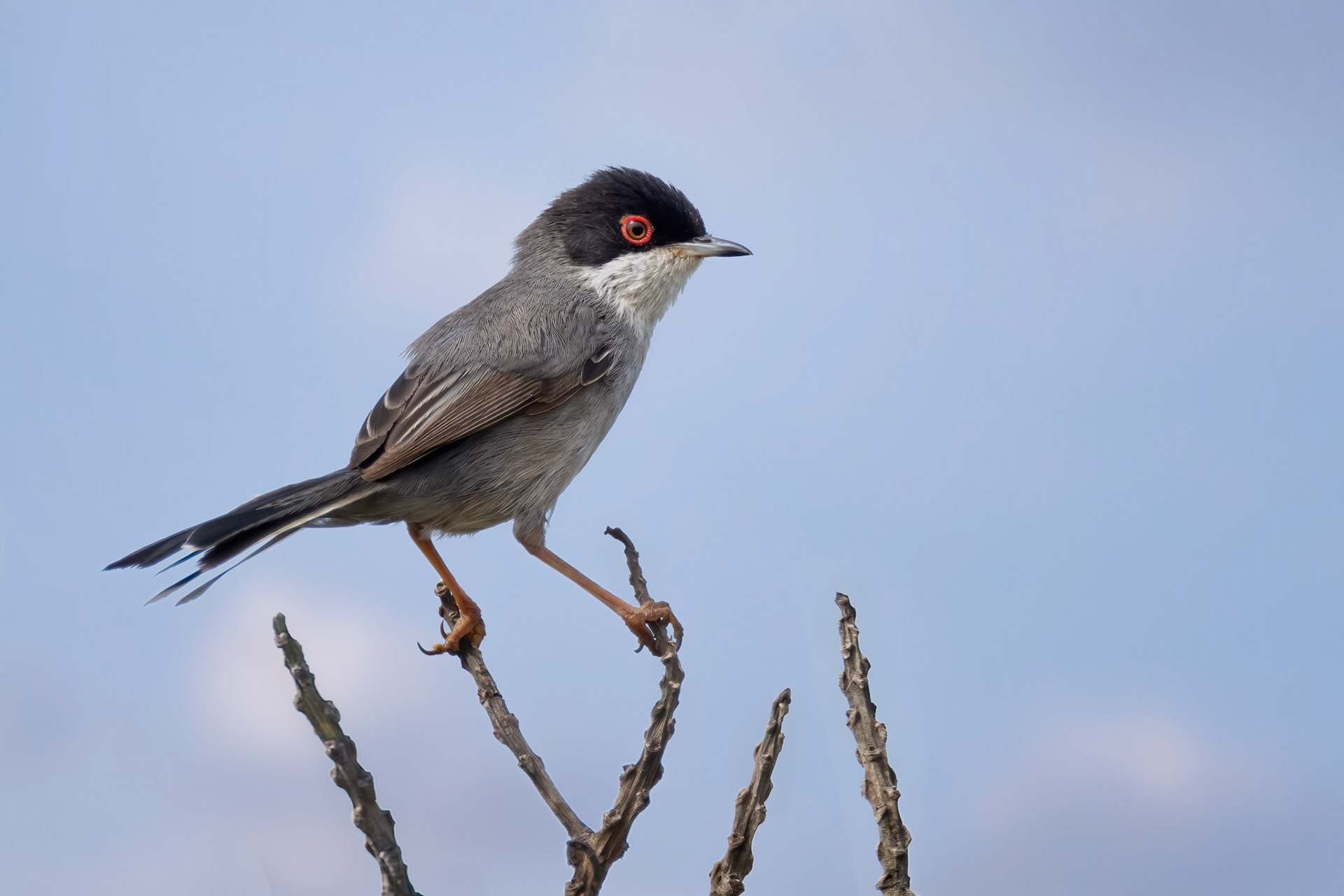 Sardinian Warbler (Porto Conte, Italy)
