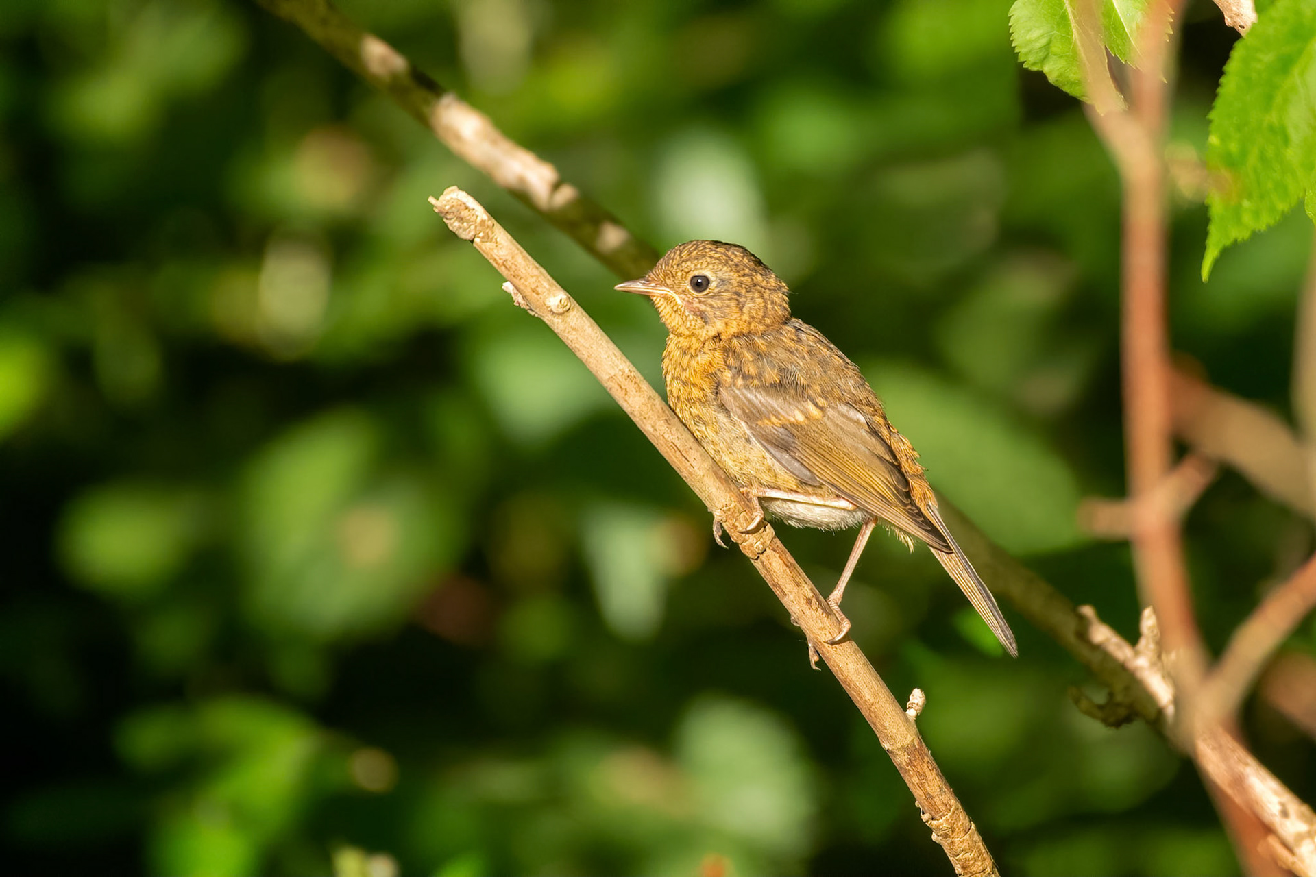 Dunnock (Brussels, Belgium)