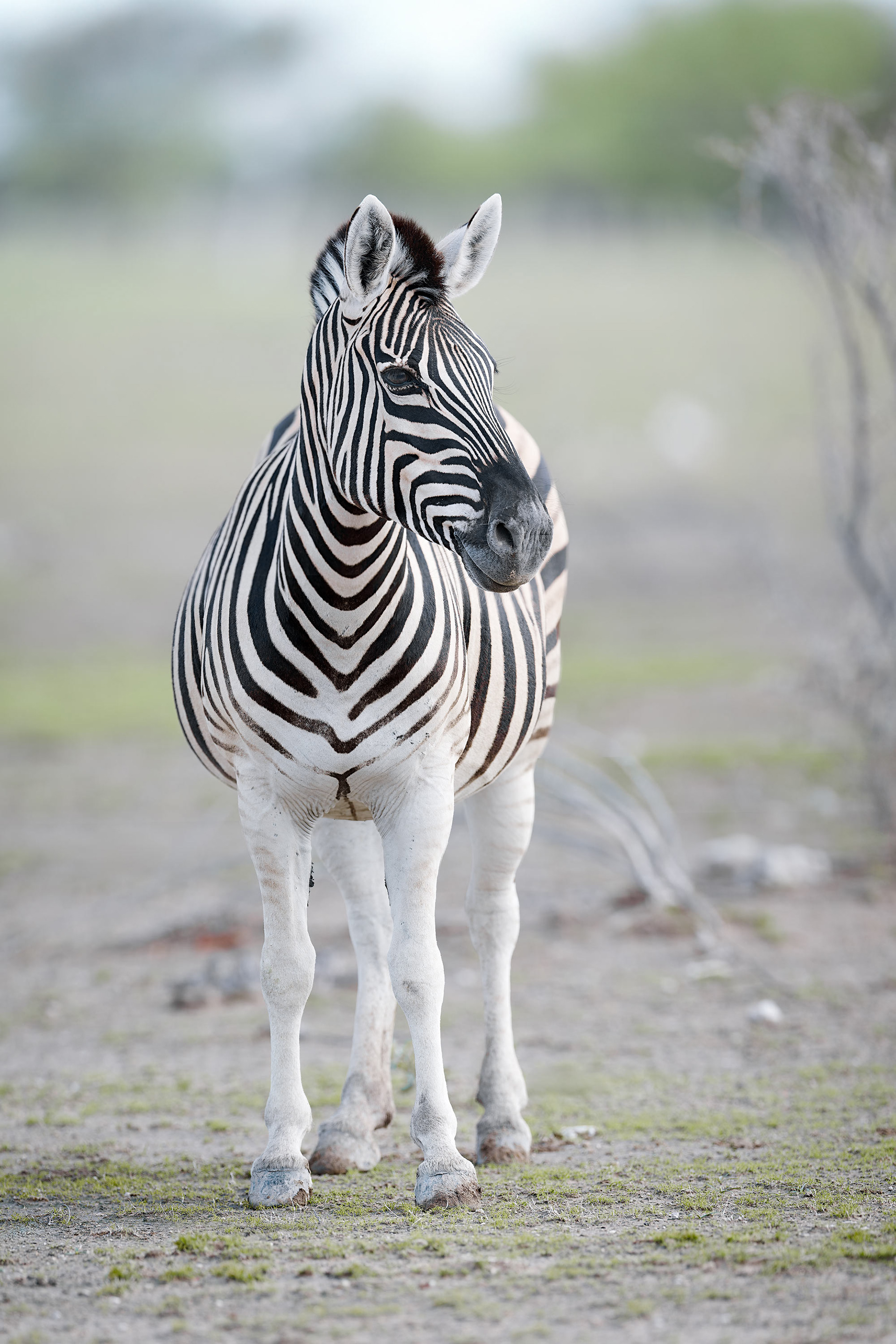 Plains Zebra (Etosha, Namibia)