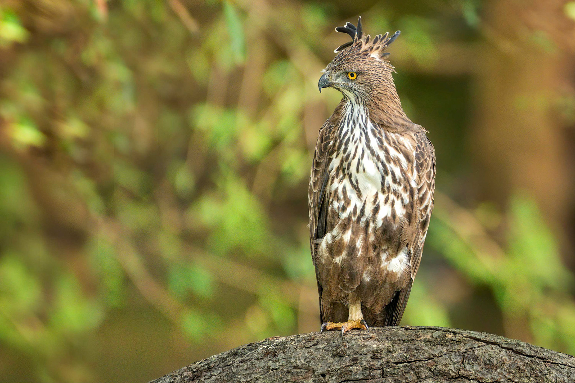 Changeable Hawk-Eagle (Kaudulla, Sri Lanka)