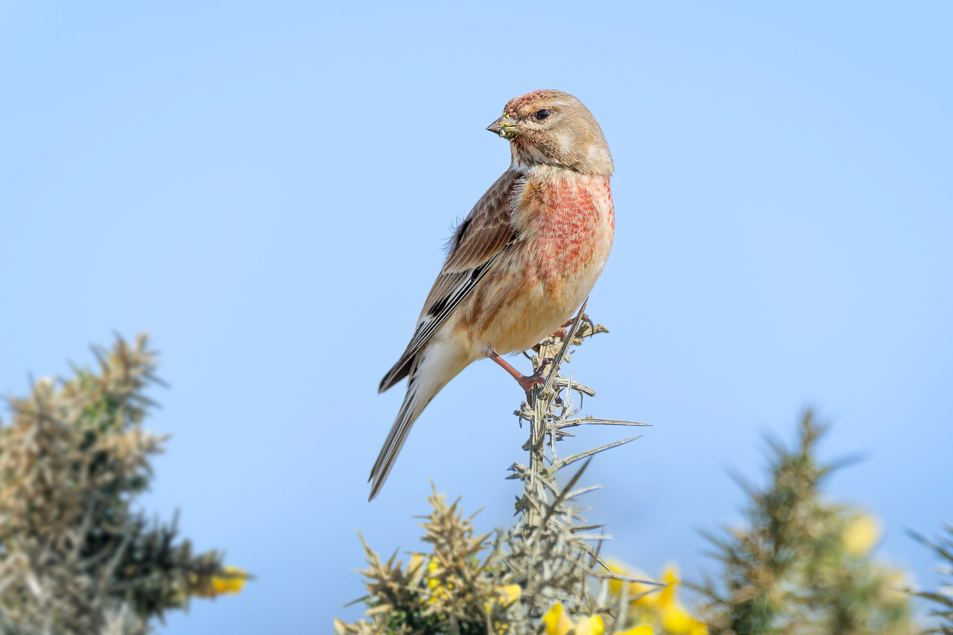 Eurasian Linnet (Saint Malo, France)