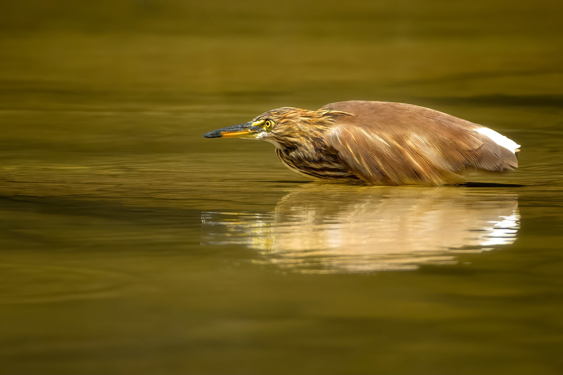 Indian Pond Heron (Tissa, Sri Lanka)