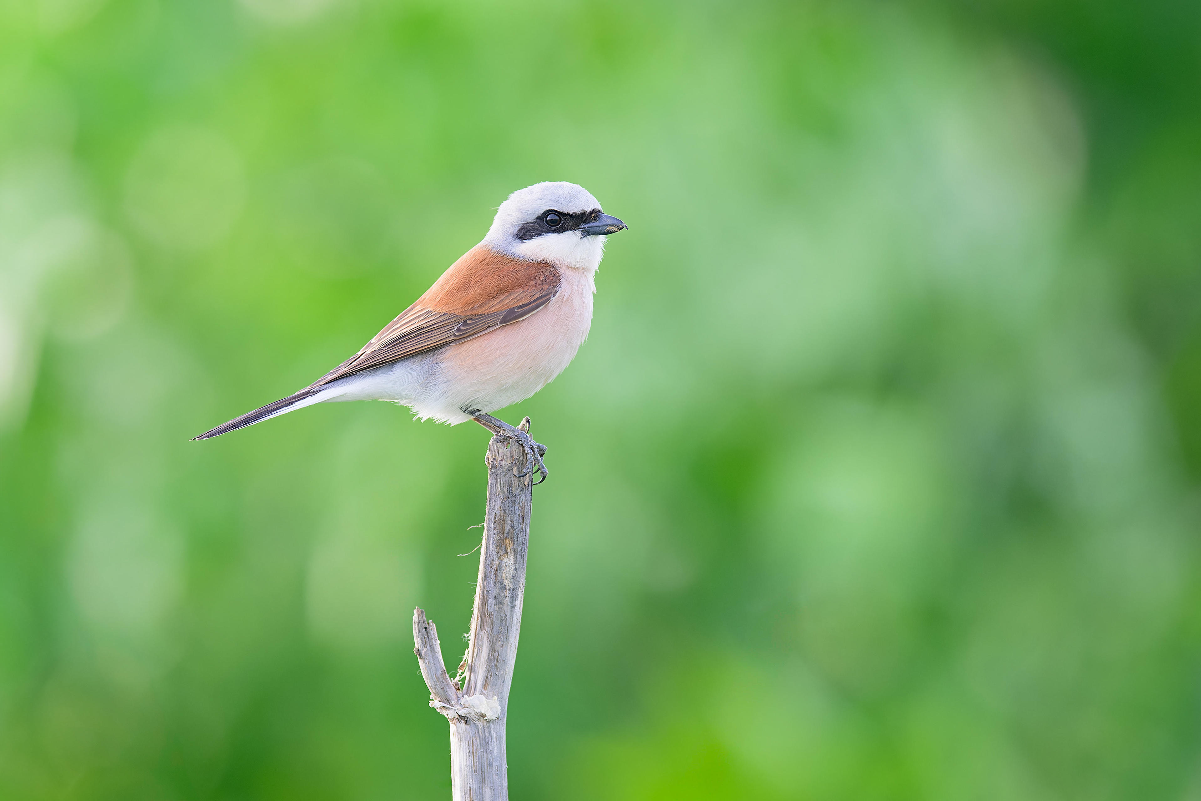 Red-backed Shrike (Kisujszallas, Hungary)