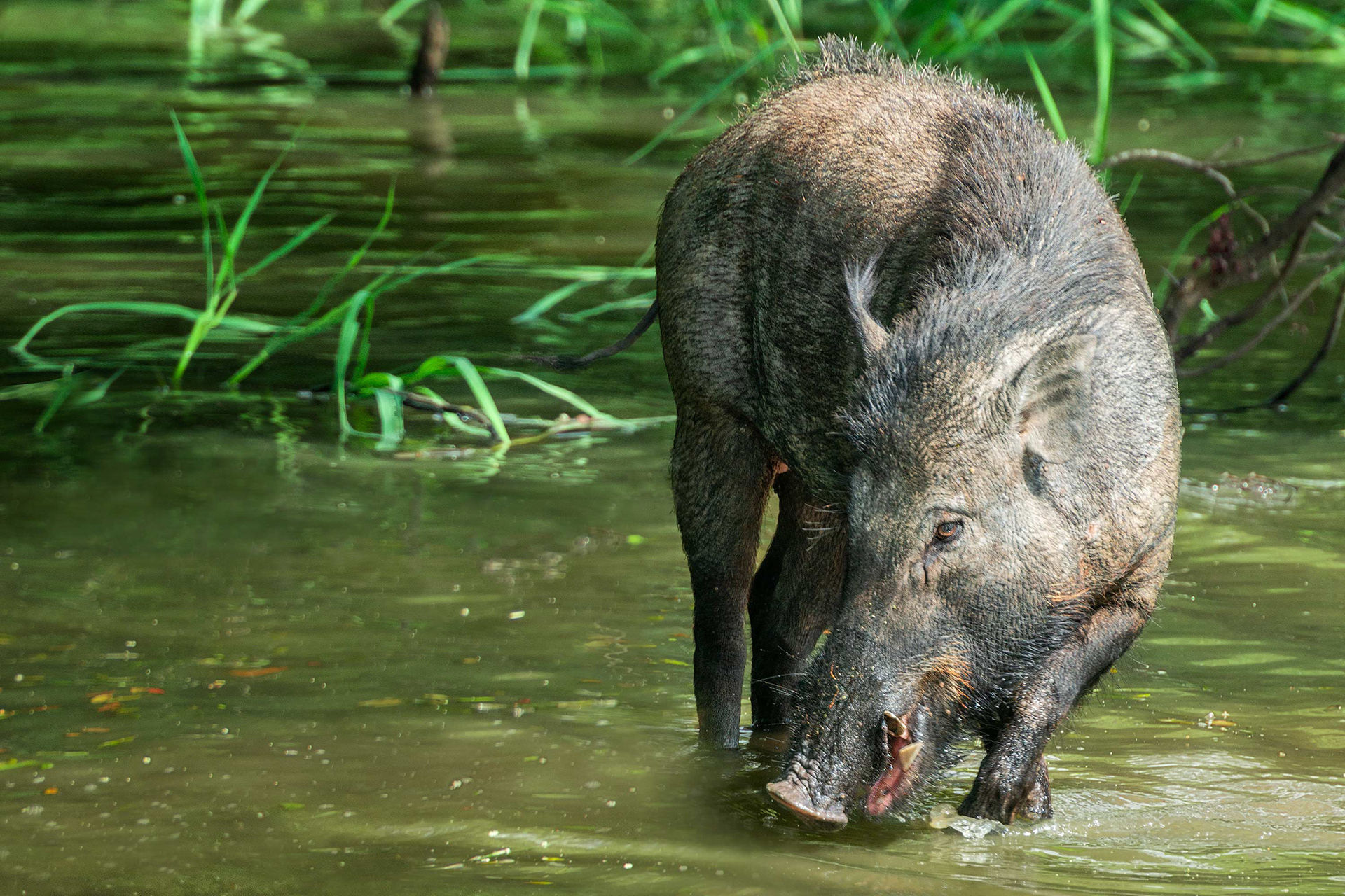 animal, wild boar, Yala, Sri Lanka