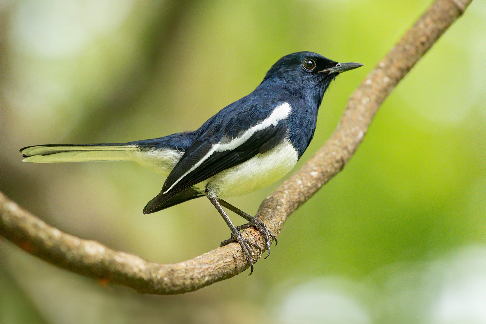 bird, oriental magpie-robin, Habarana, Sri Lanka