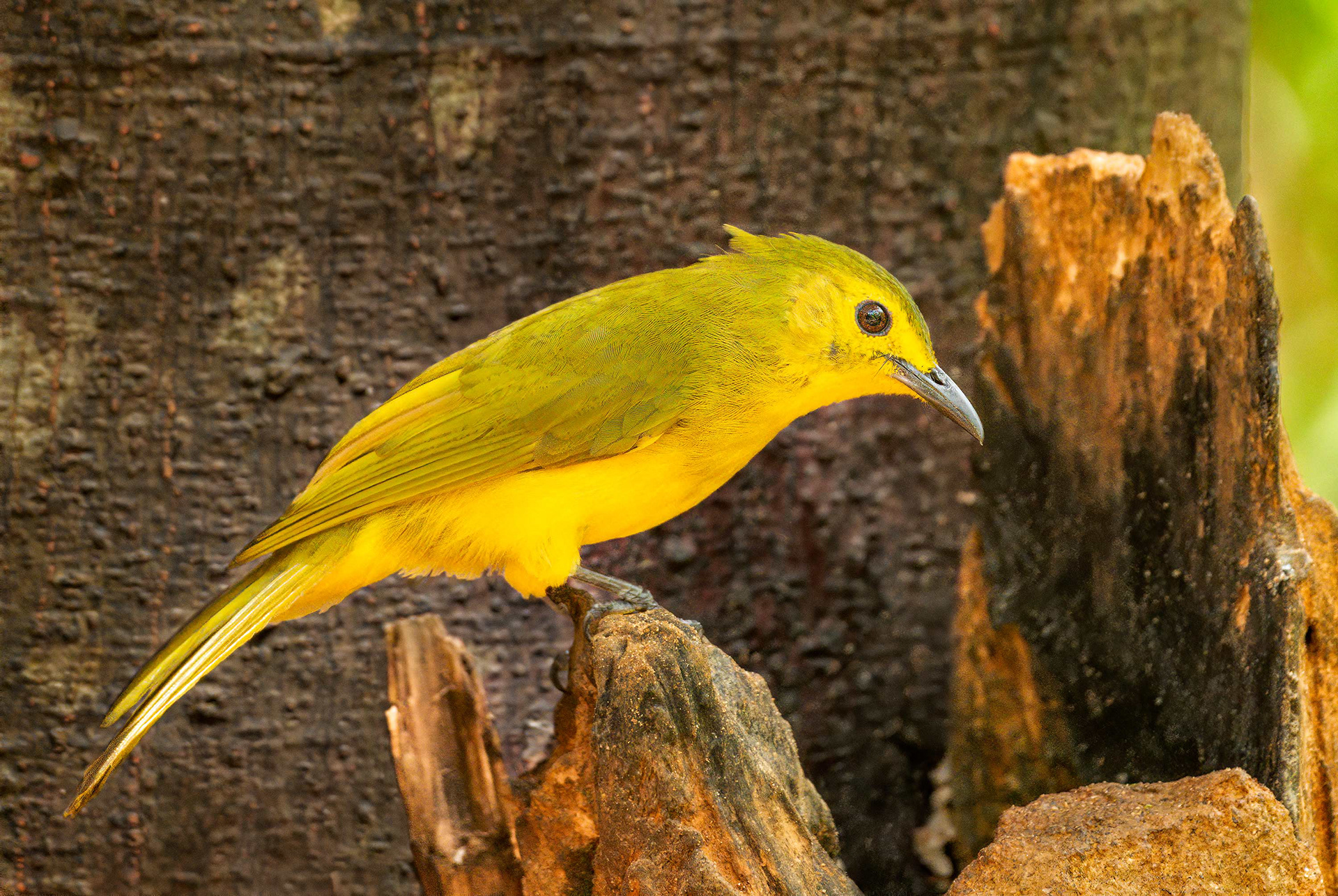 bird, yellow-browed bulbul, Sinharaja, Sri Lanka