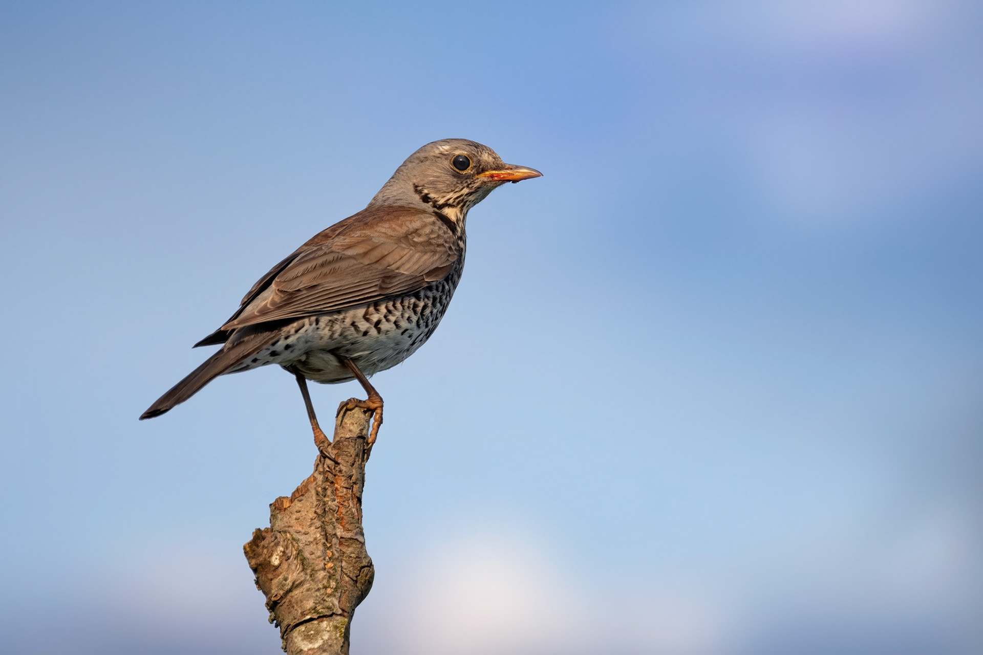 Fieldfare (Masku, Finland)