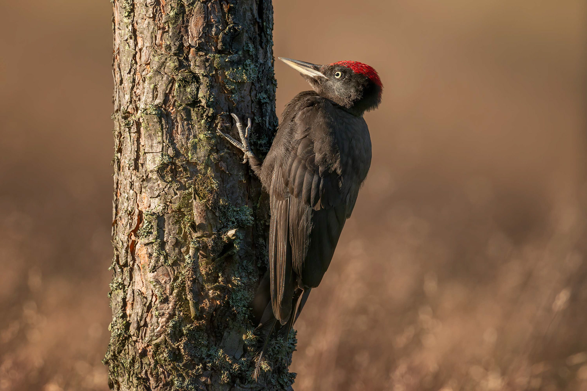 black woodpecker, juvenile, Masku, Finland
