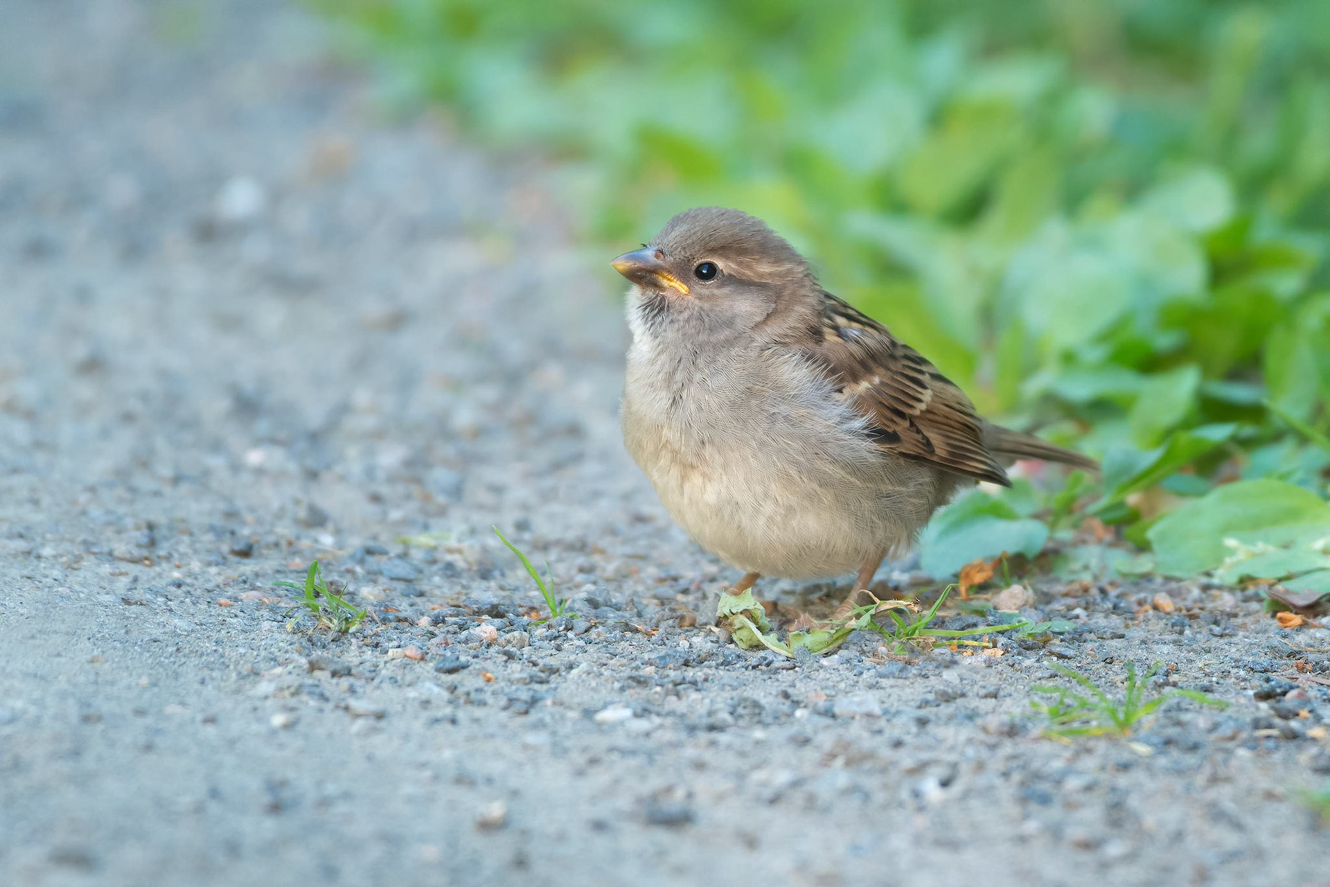 House Sparrow (Turku, Finland)