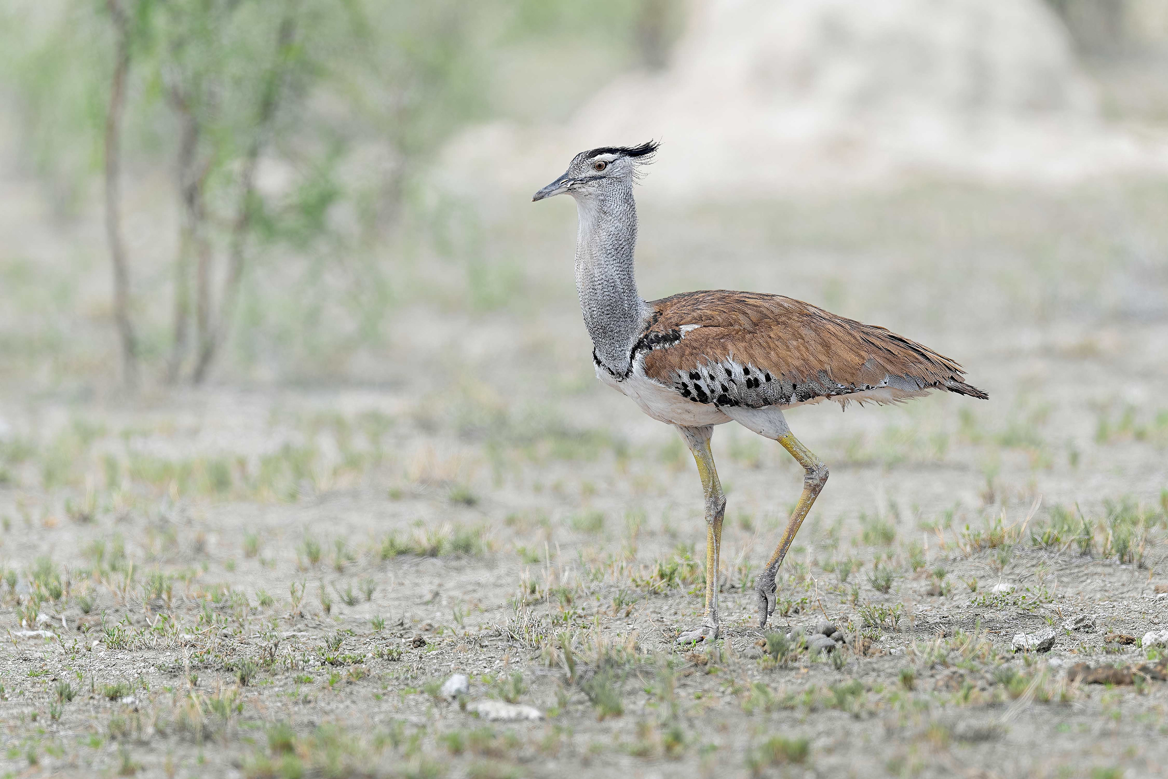 Kori Bustard (Etosha, Namibia)