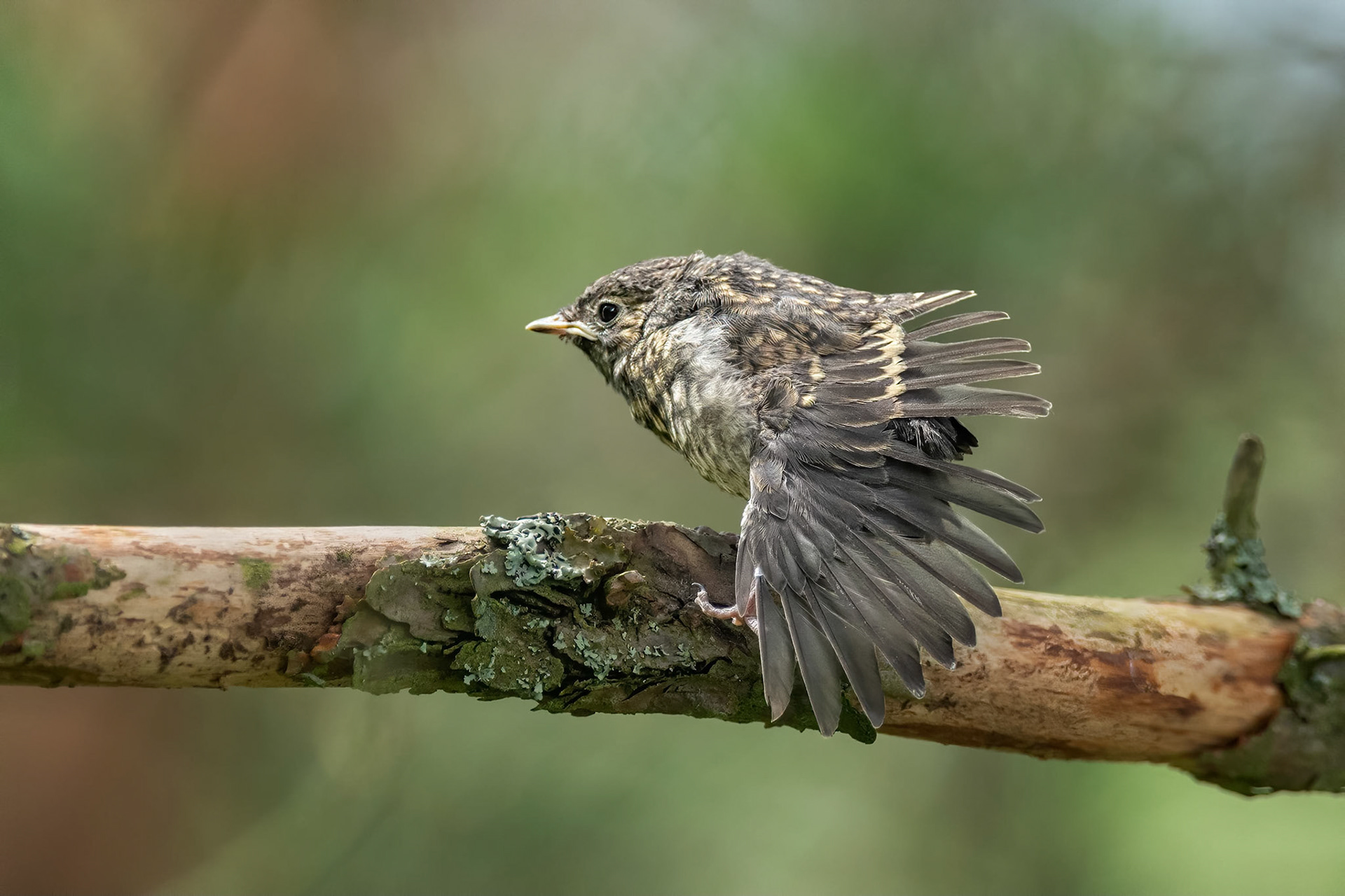 European Pied Flycatcher (Masku, Finland)