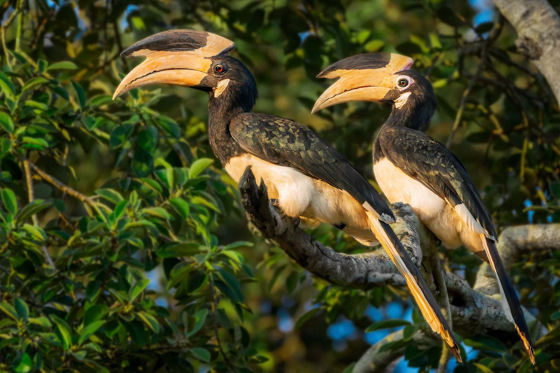 Malabar Pied Hornbill (Yala, Sri Lanka)