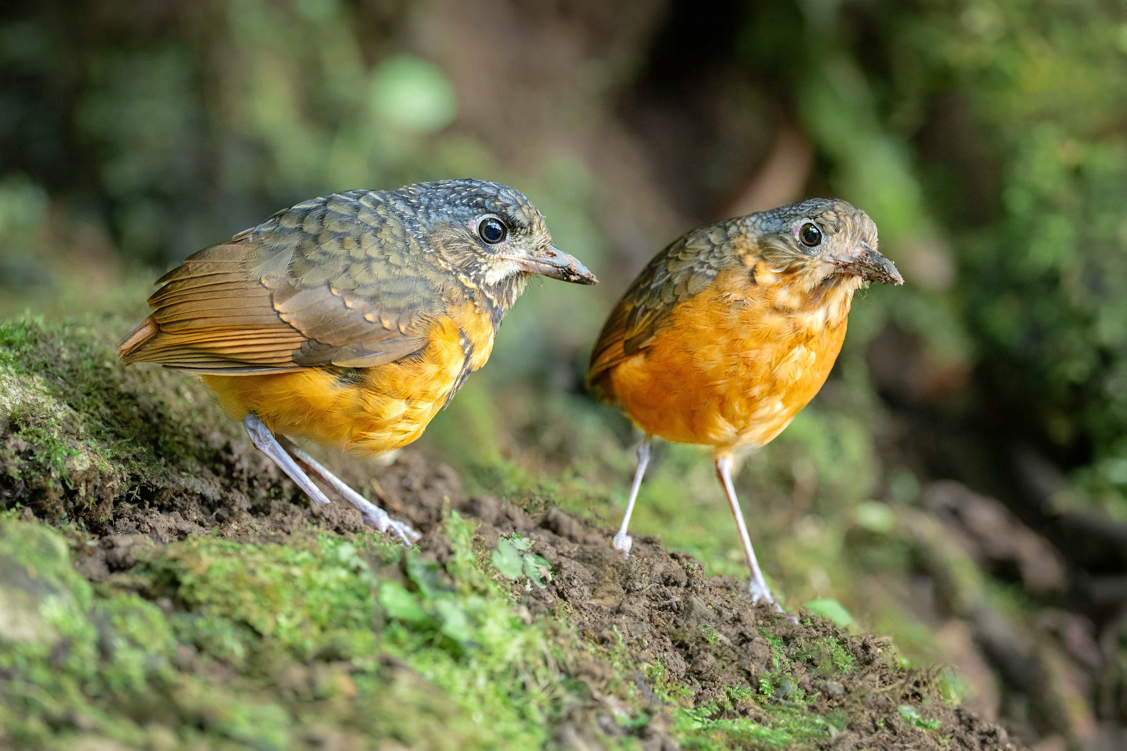 Scaled Antpitta (Cachi, Costa Rica)