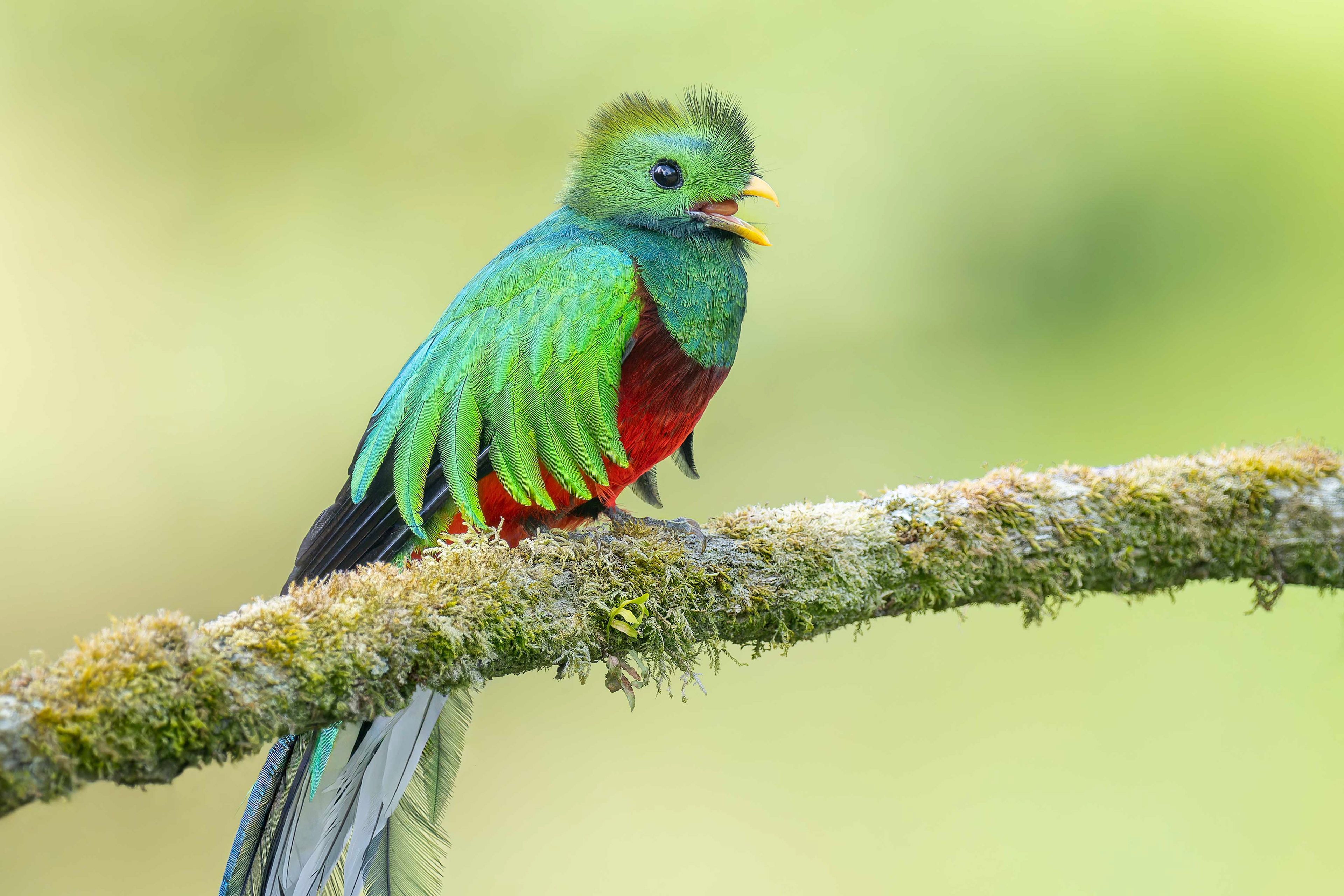 Resplendent Quetzal (Savegre, Costa Rica)