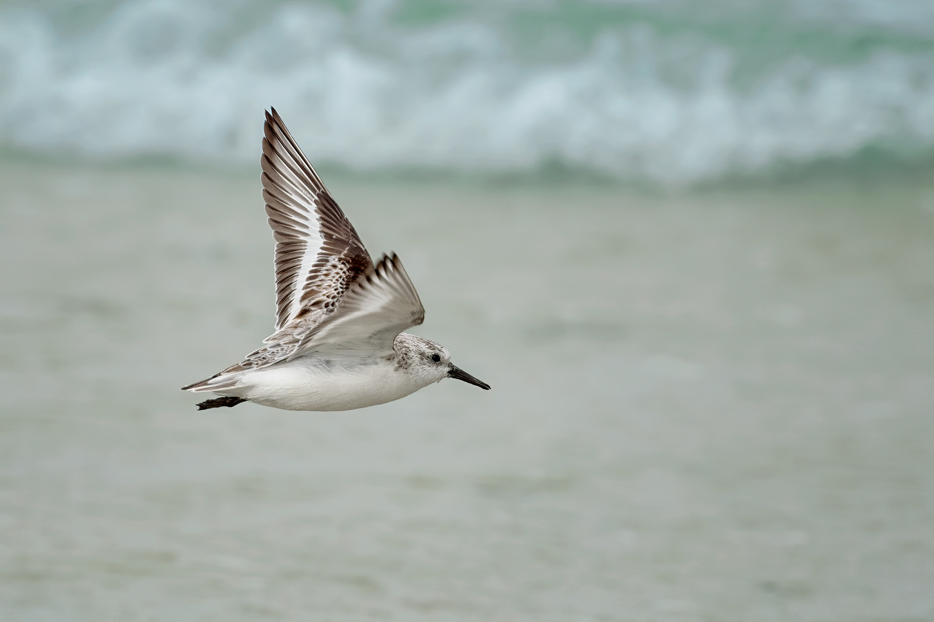 bird, sanderling, Plougrescant, France