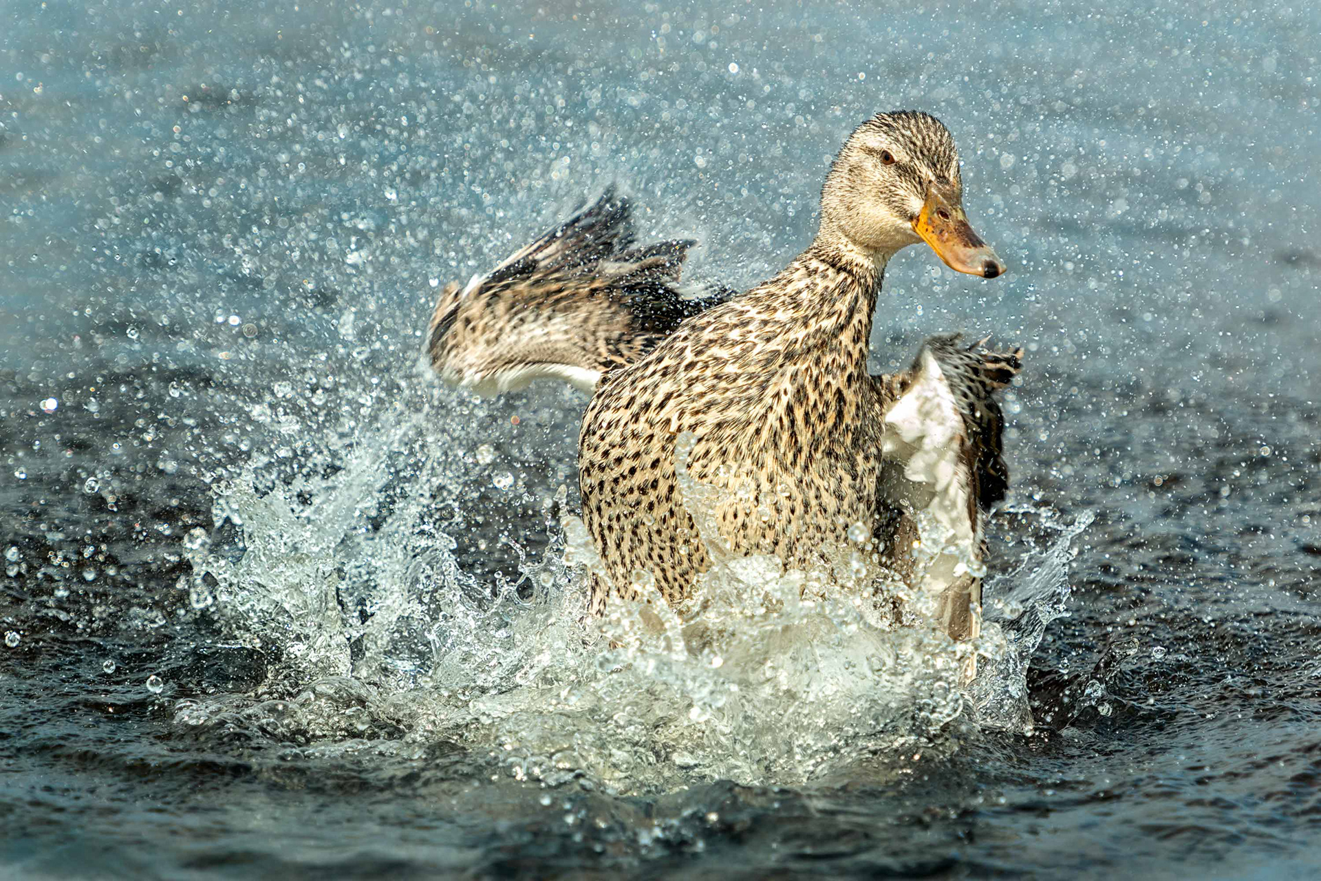 bird, mallard, female, St Valery sur Somme, France