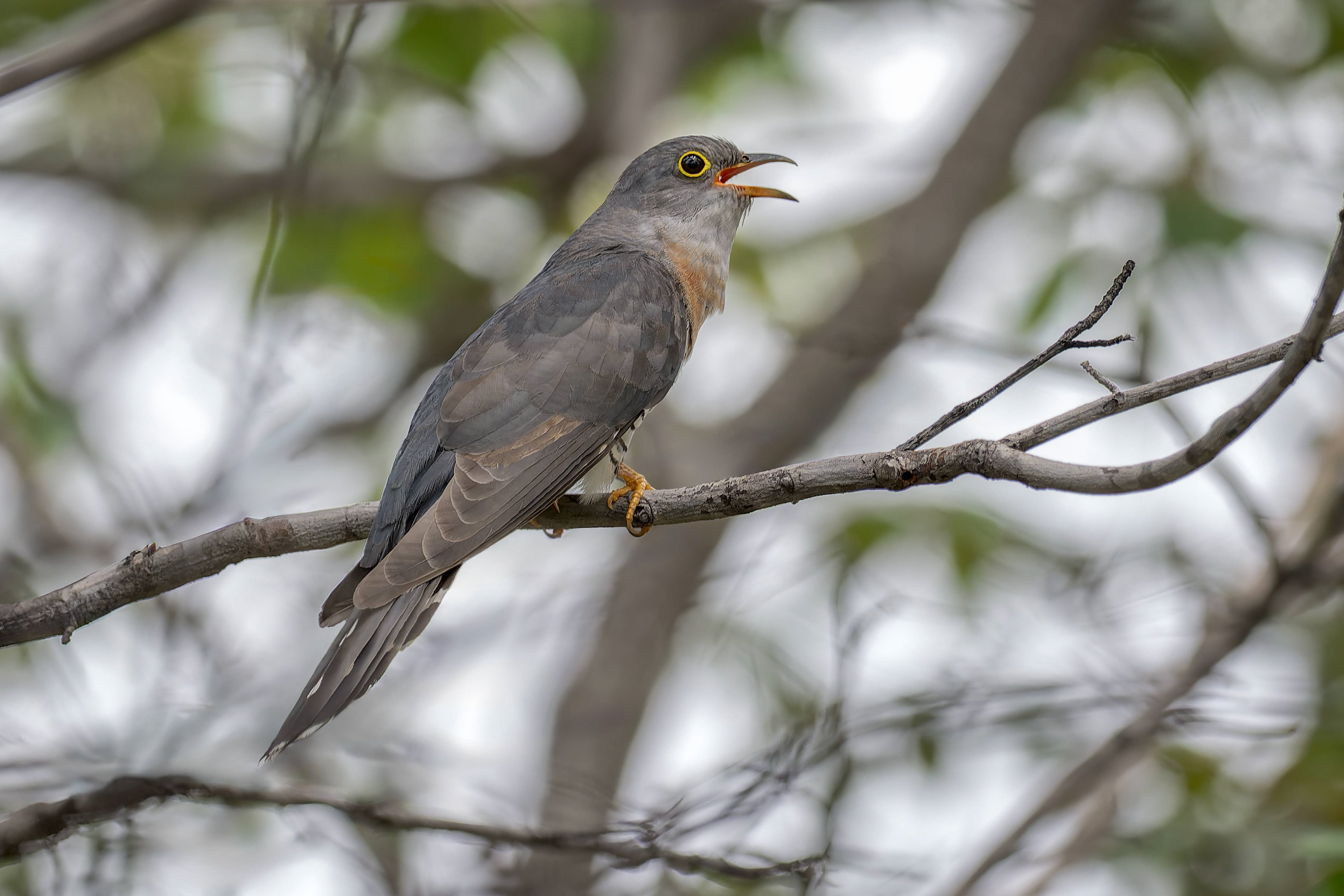 Red-chested Cuckoo (Etosha, Namibia)
