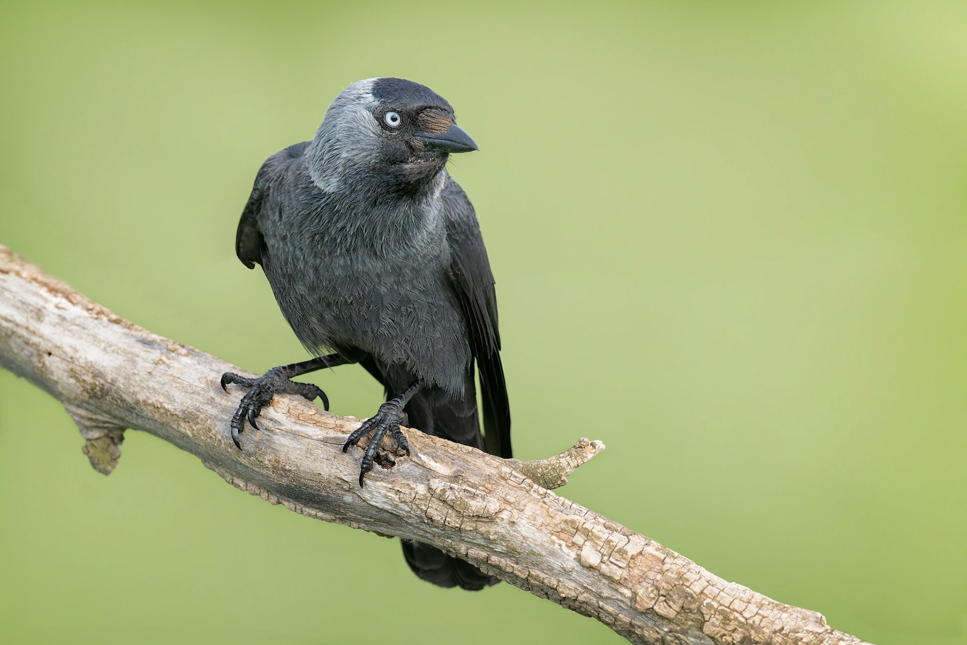 Eurasian Jackdaw (Kisujszallas, Hungary)